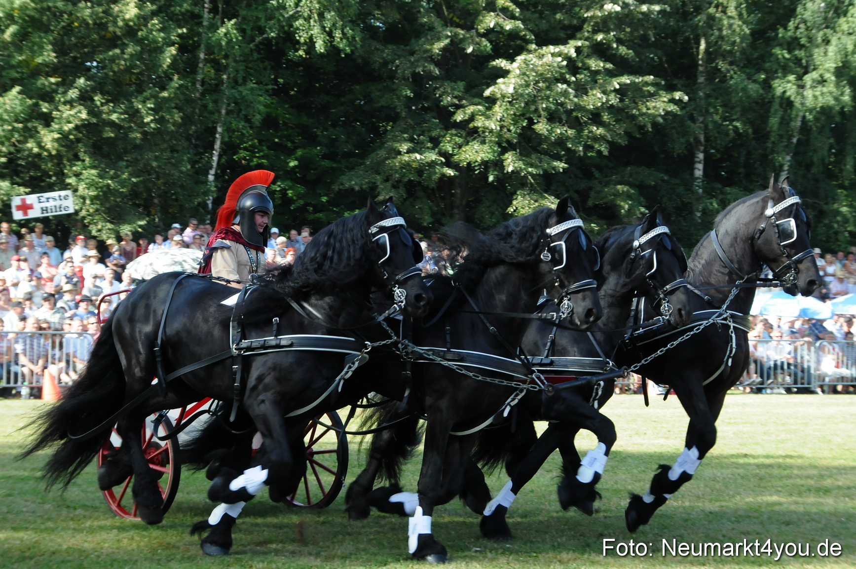 Pferde Fohlenschau 200812 0041