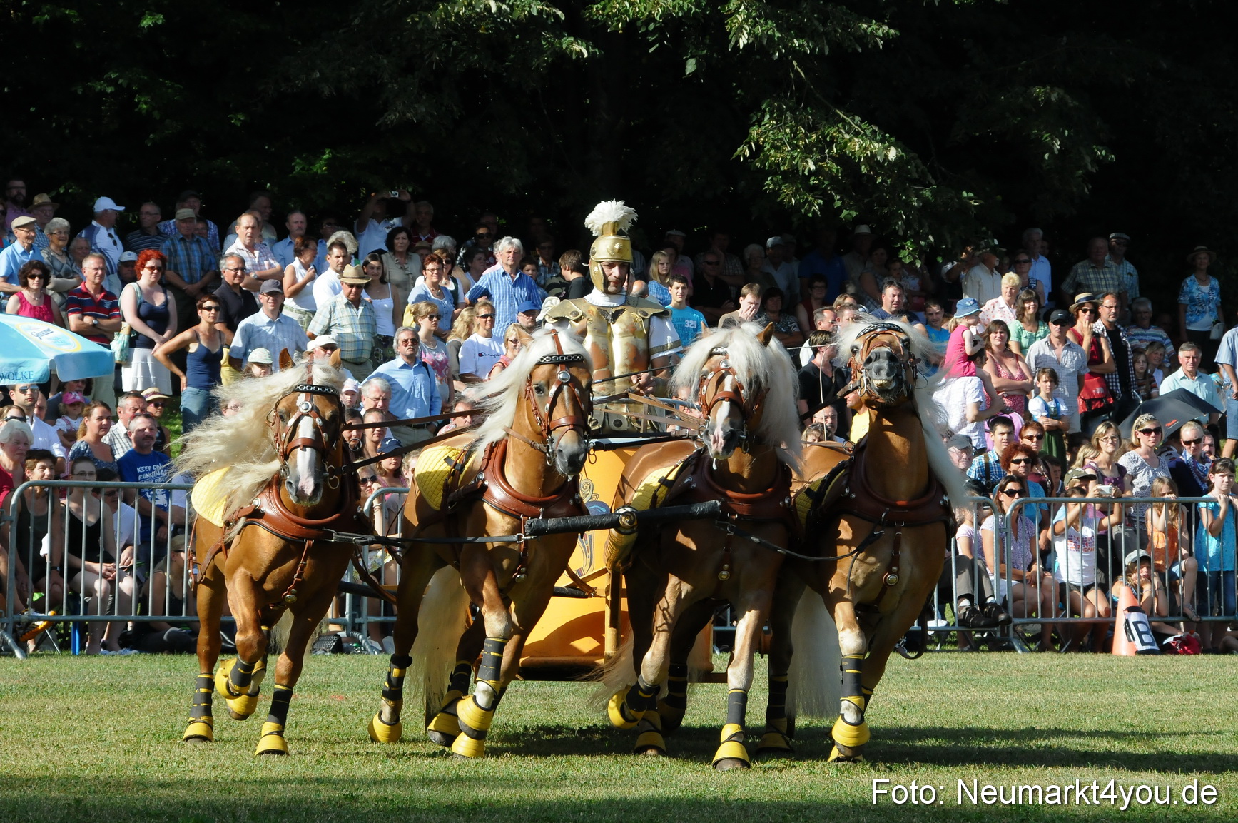 Pferde Fohlenschau 200812 0042