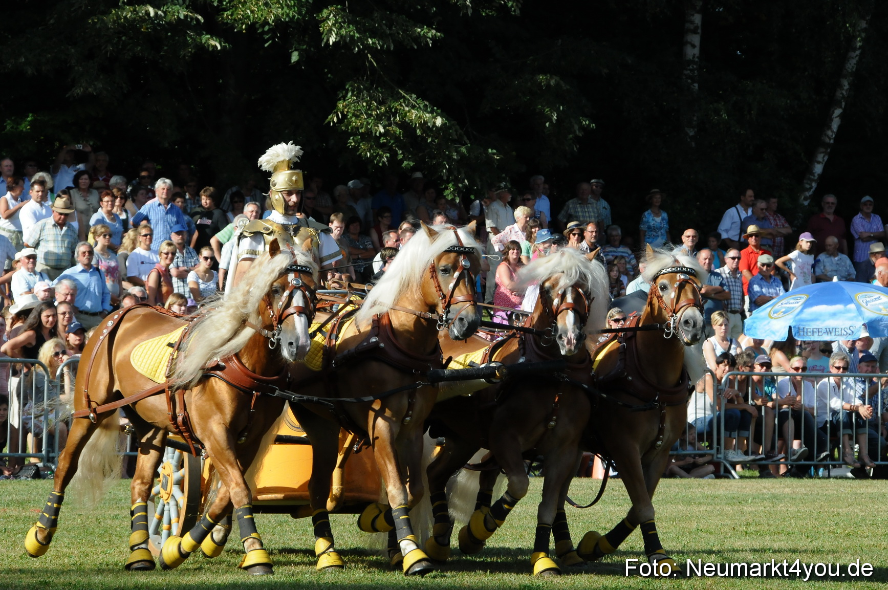 Pferde Fohlenschau 200812 0043