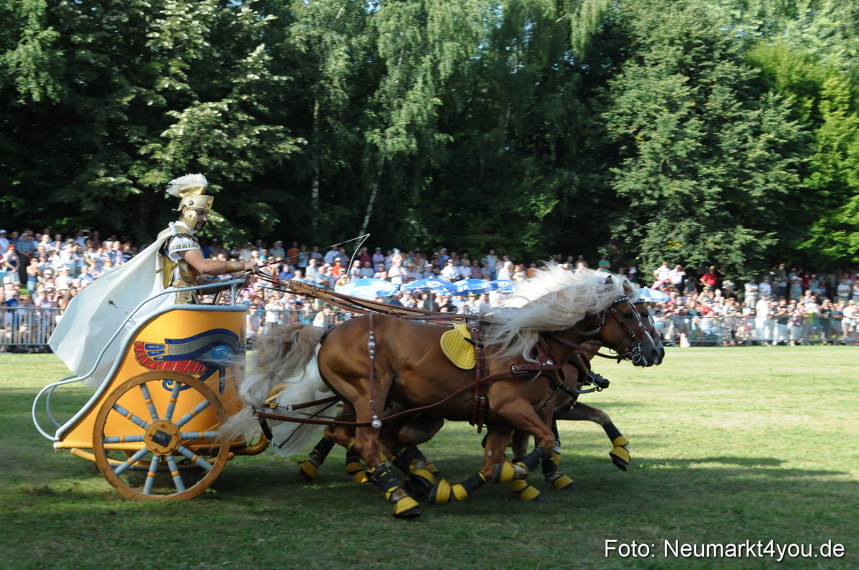 Pferde Fohlenschau 200812 0044