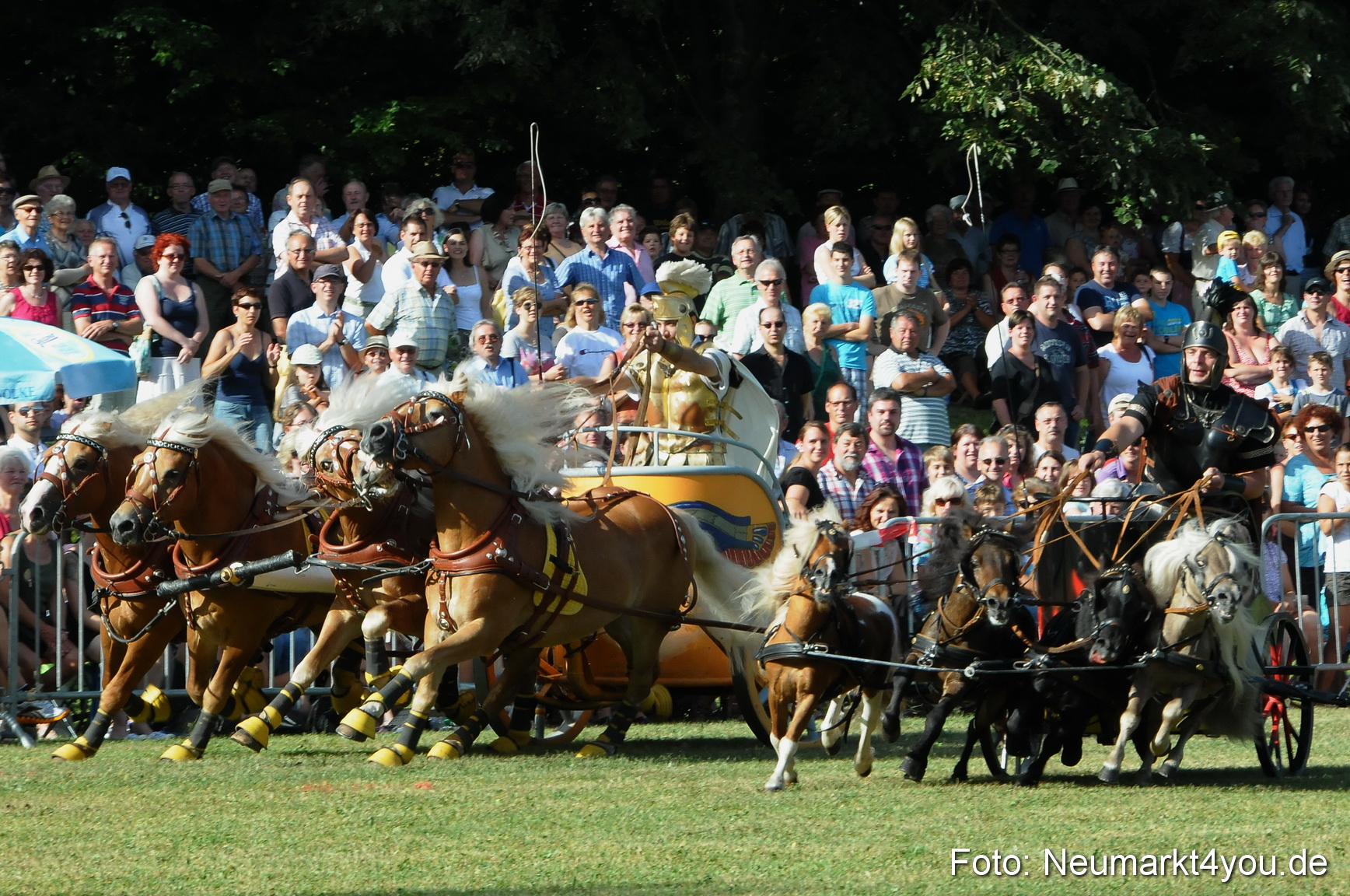 Pferde Fohlenschau 200812 0048