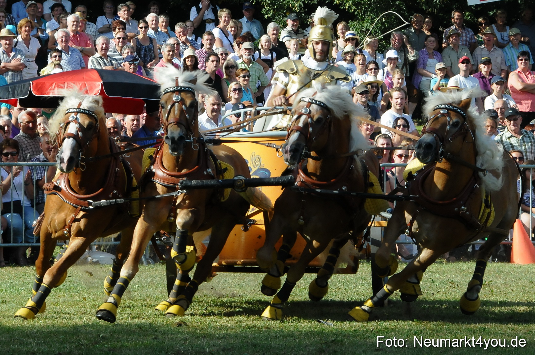 Pferde Fohlenschau 200812 0049