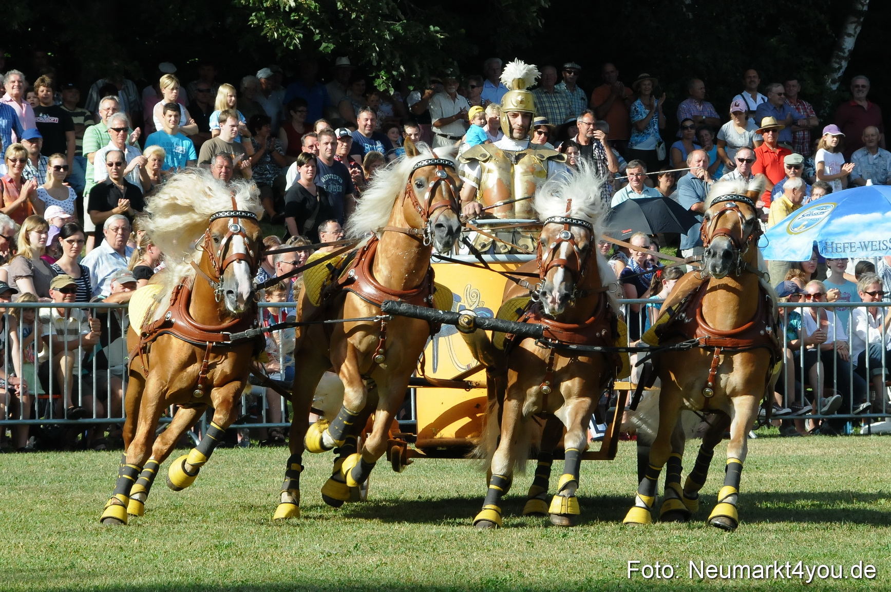 Pferde Fohlenschau 200812 0050