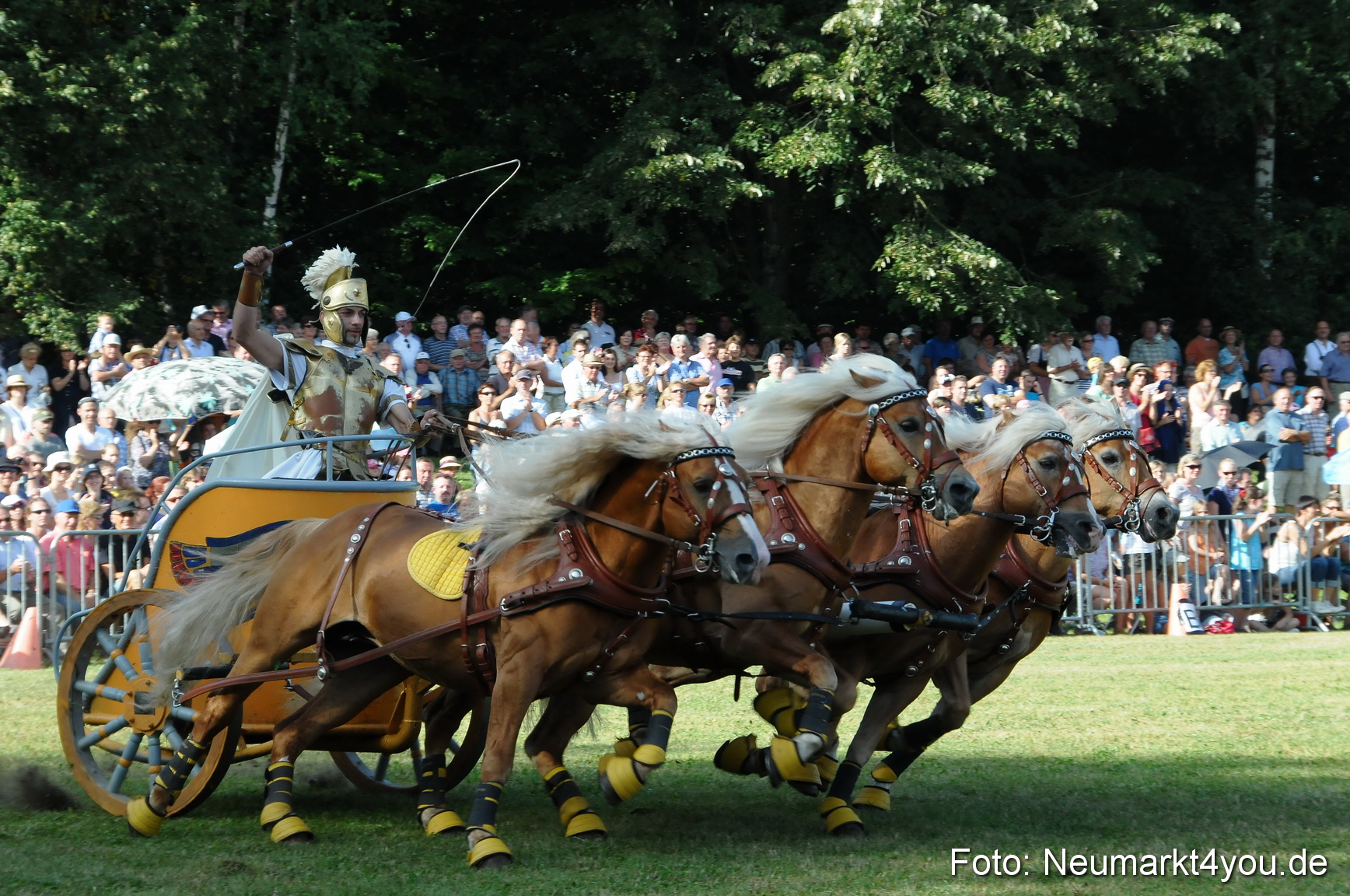 Pferde Fohlenschau 200812 0051