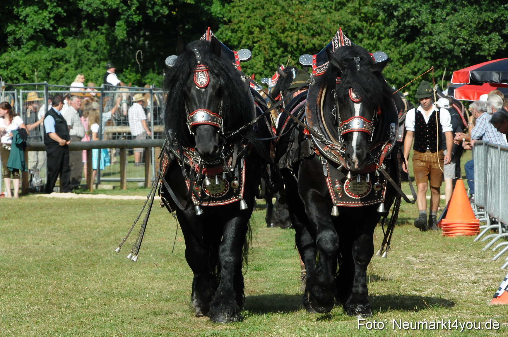 Pferde Fohlenschau 200812 0052