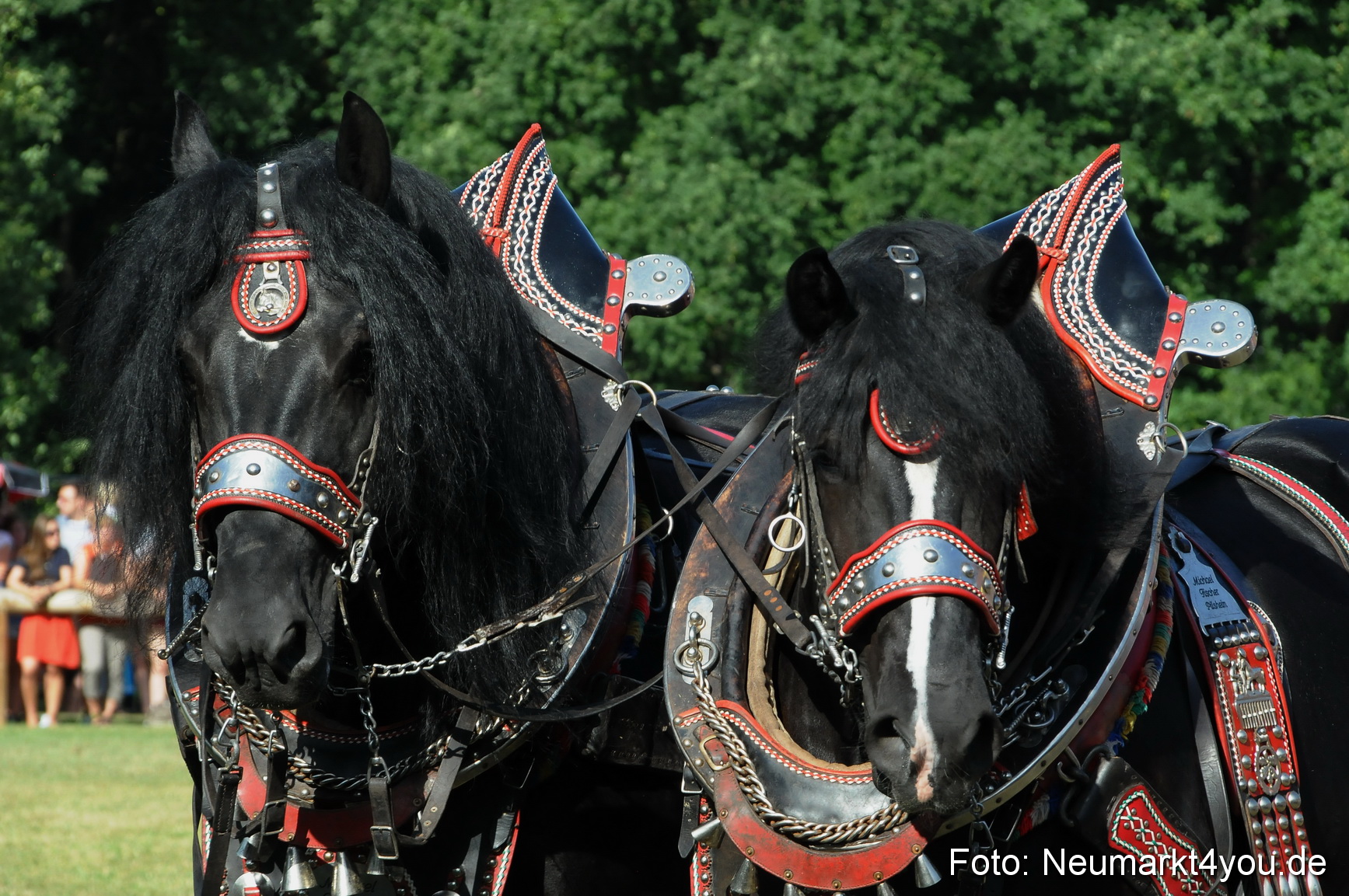 Pferde Fohlenschau 200812 0053