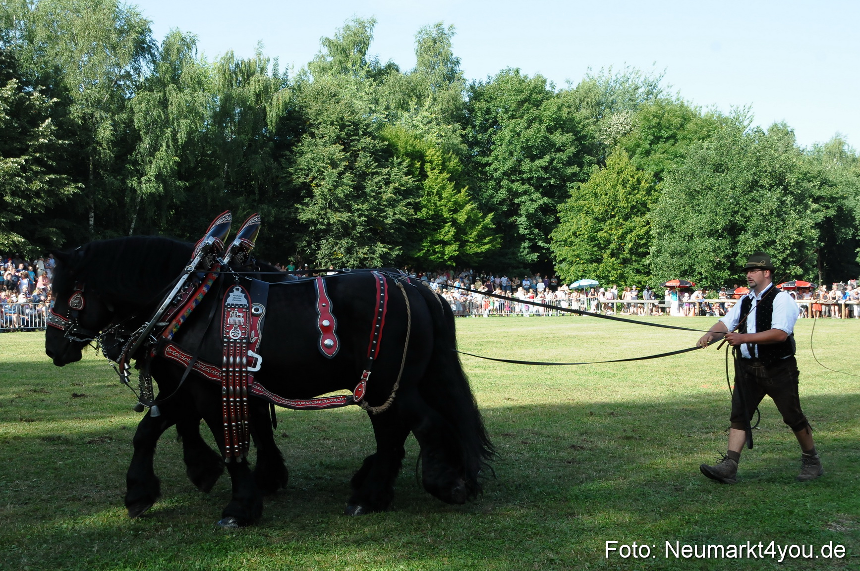 Pferde Fohlenschau 200812 0054