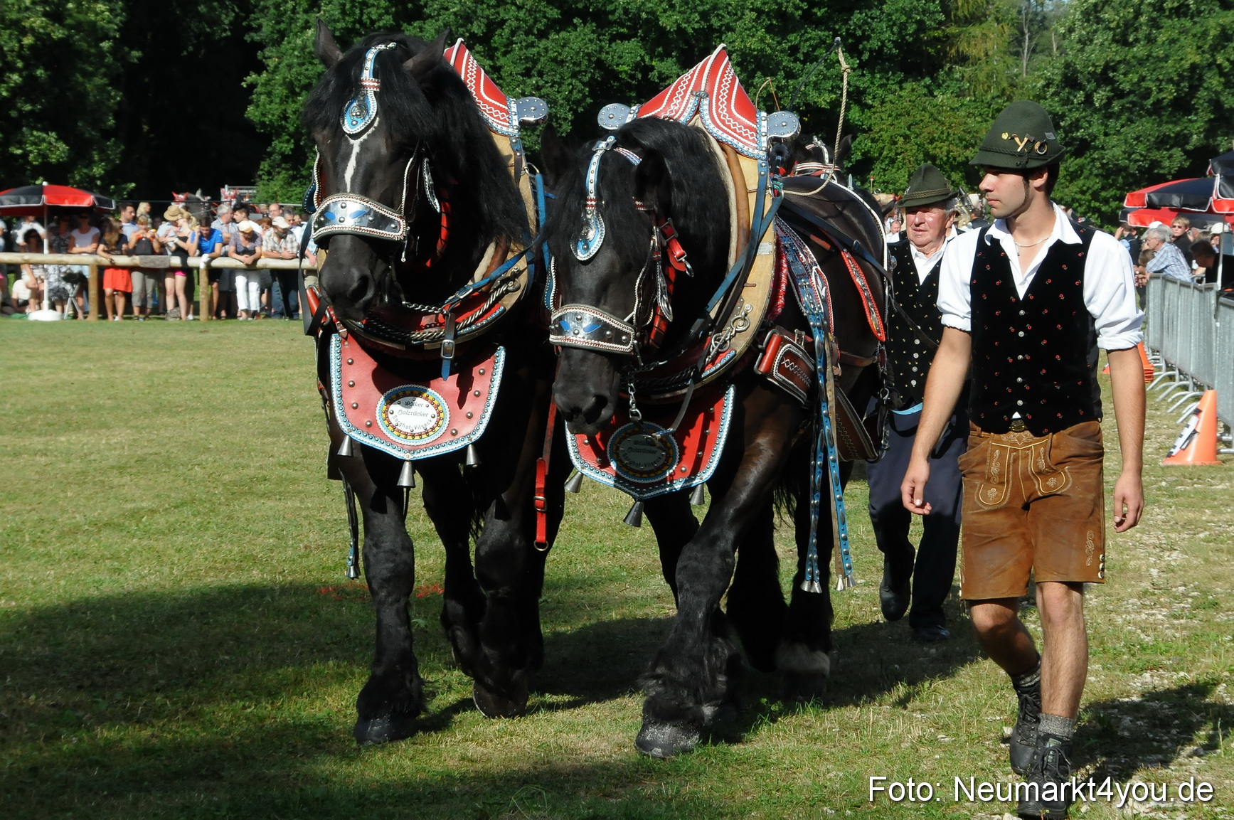 Pferde Fohlenschau 200812 0055