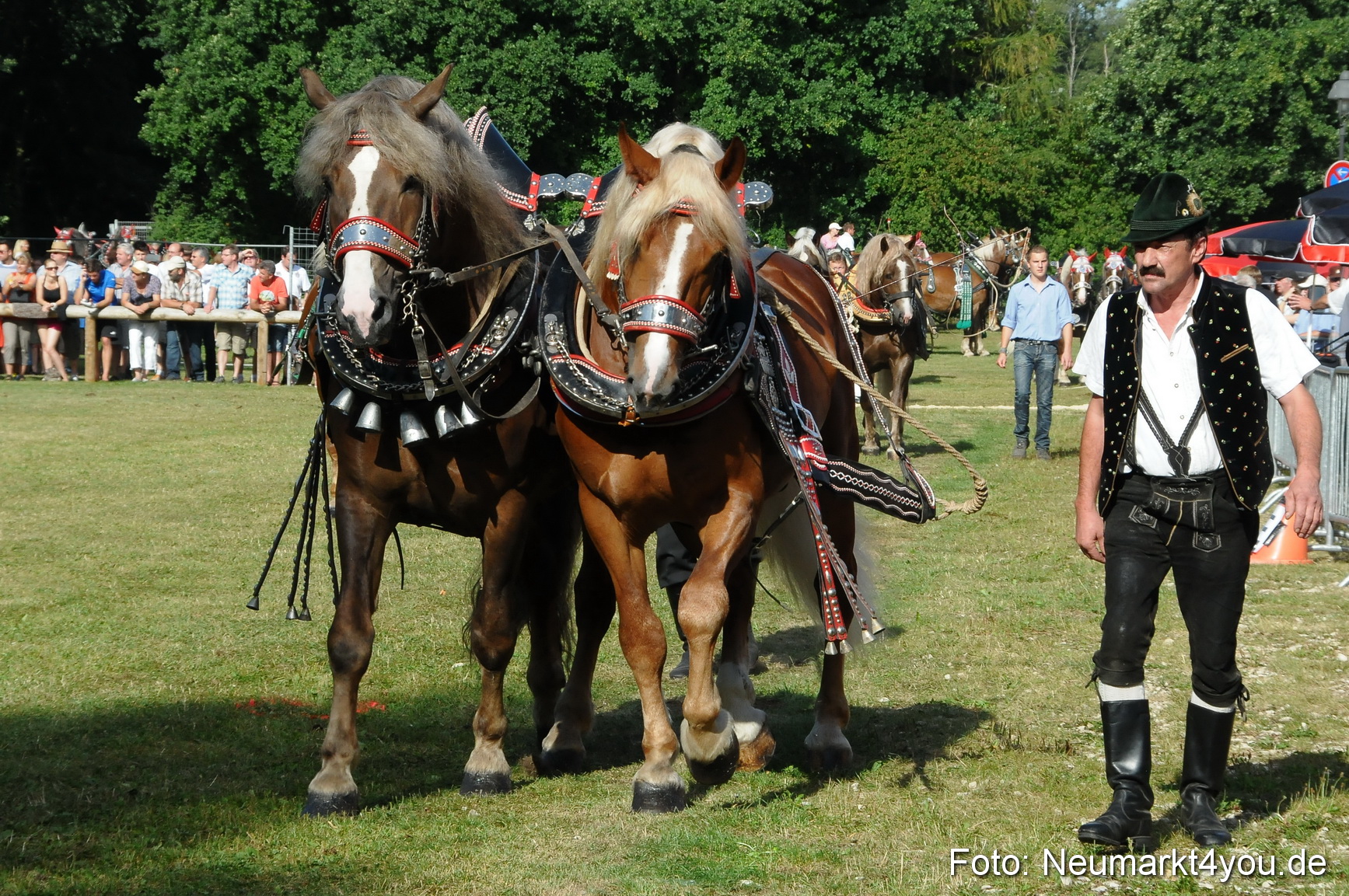 Pferde Fohlenschau 200812 0056