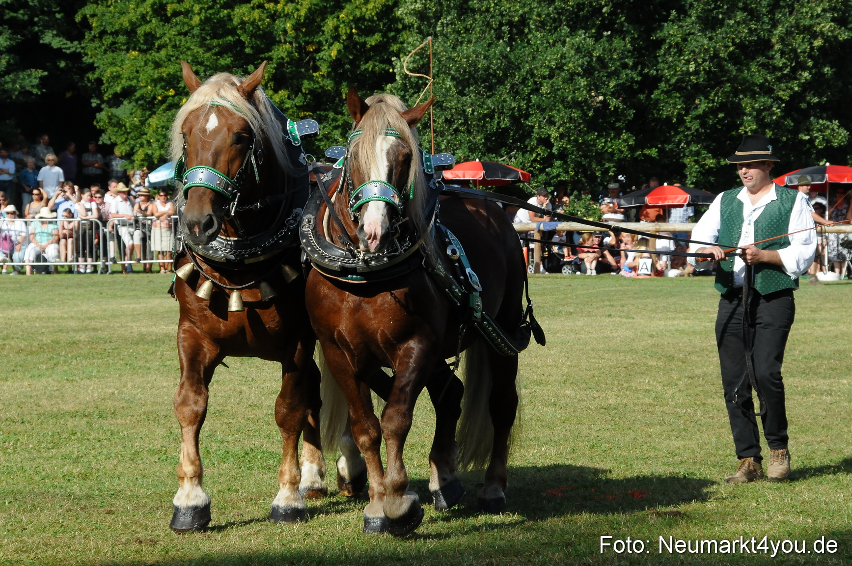 Pferde Fohlenschau 200812 0057