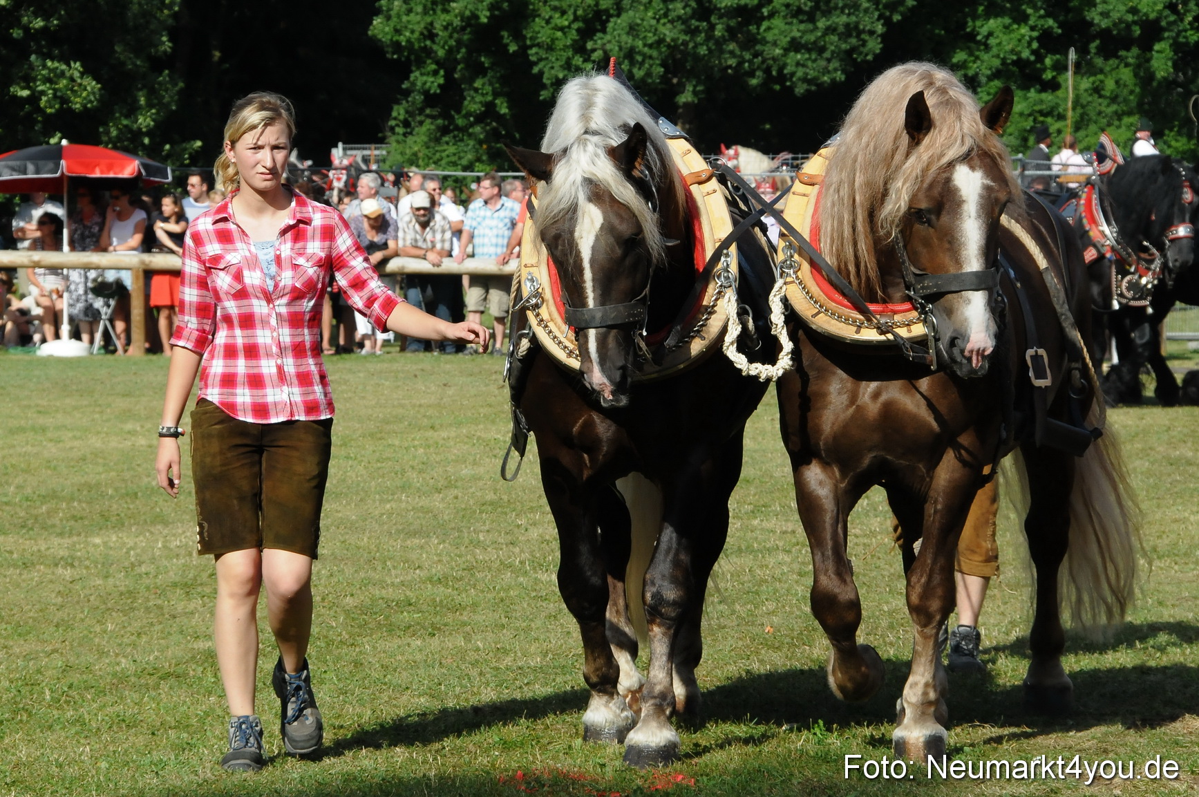 Pferde Fohlenschau 200812 0058
