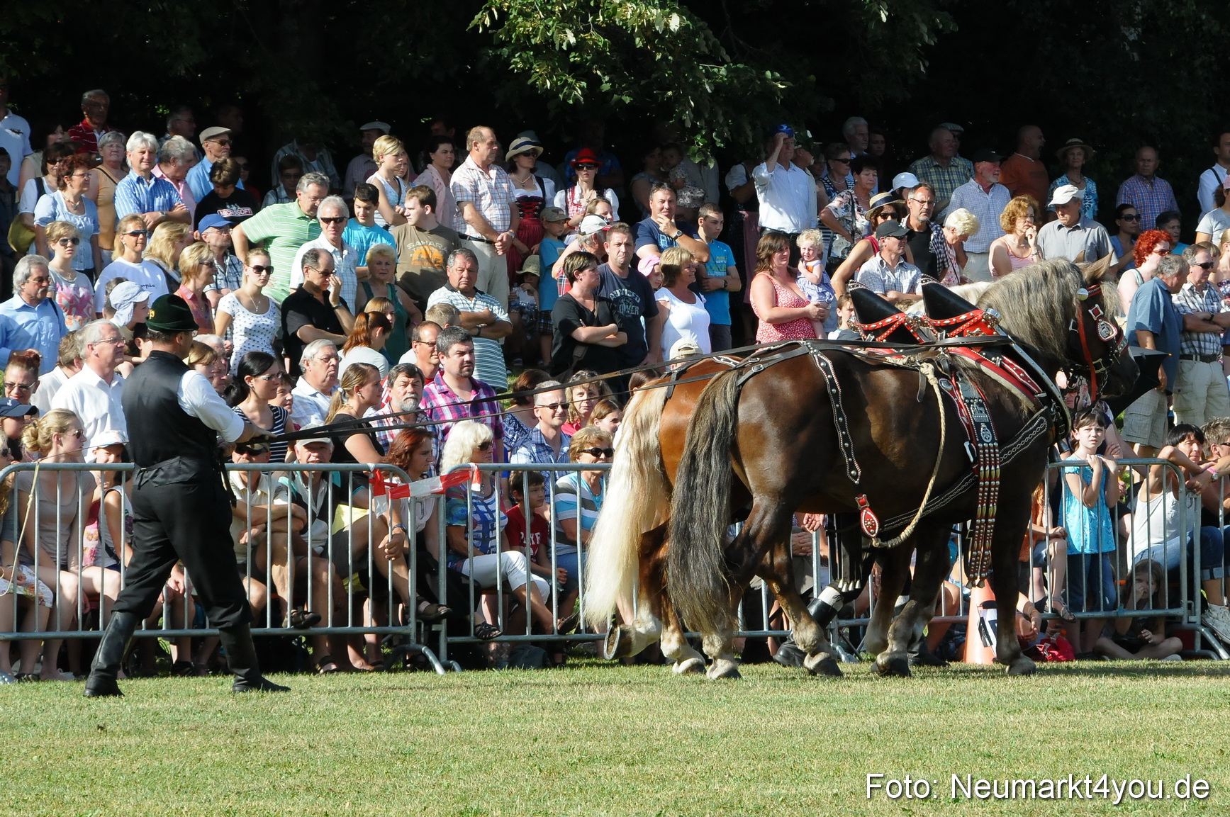 Pferde Fohlenschau 200812 0059