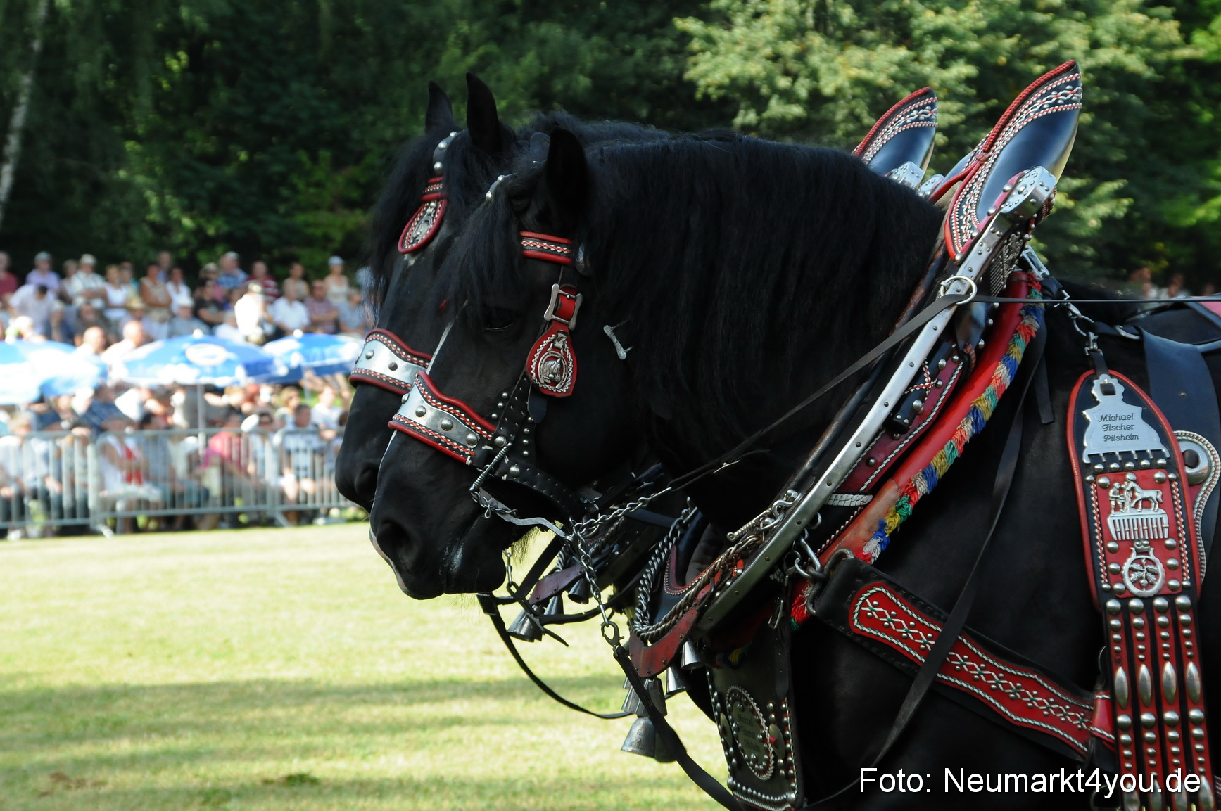 Pferde Fohlenschau 200812 0060