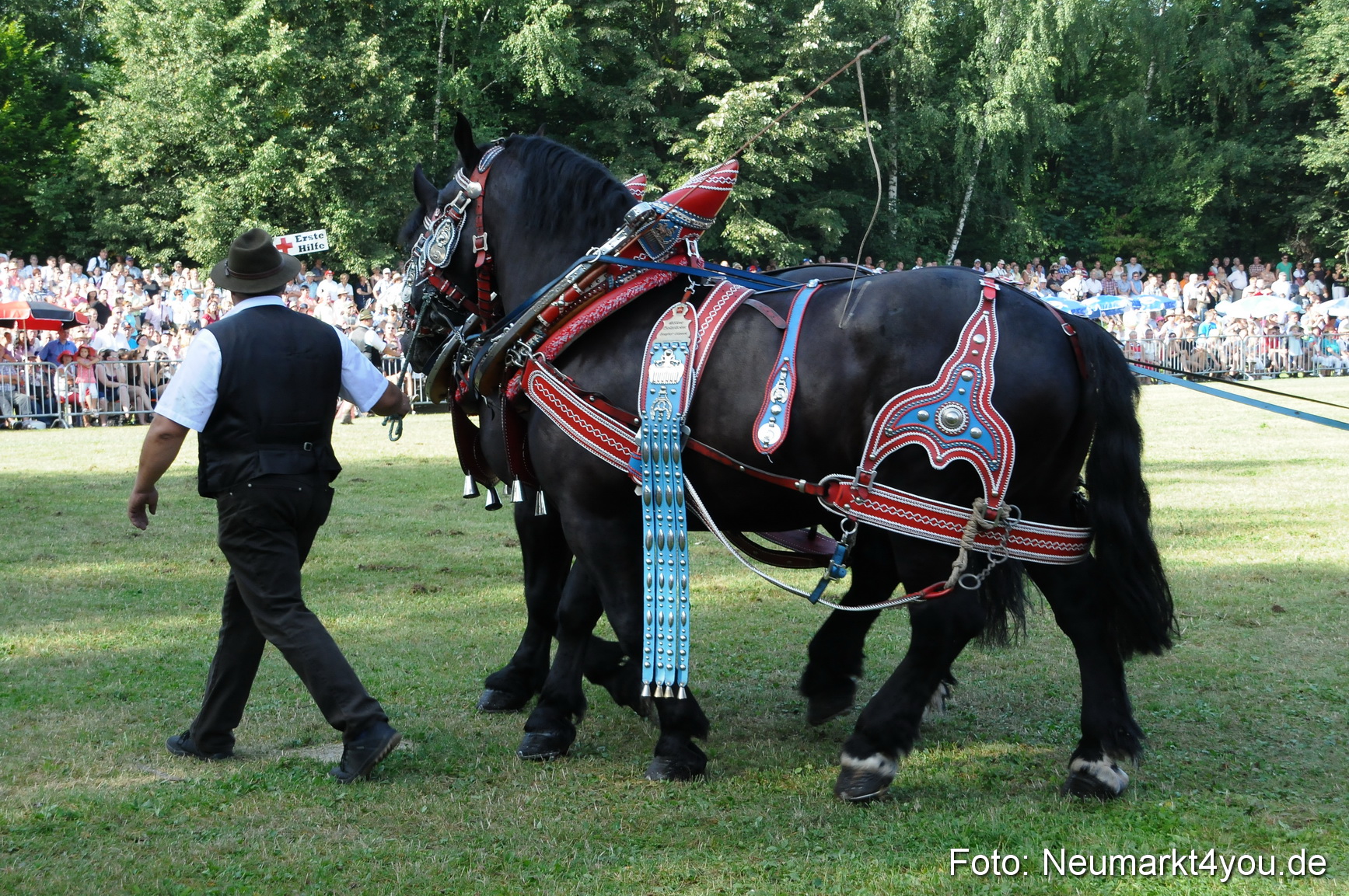 Pferde Fohlenschau 200812 0062