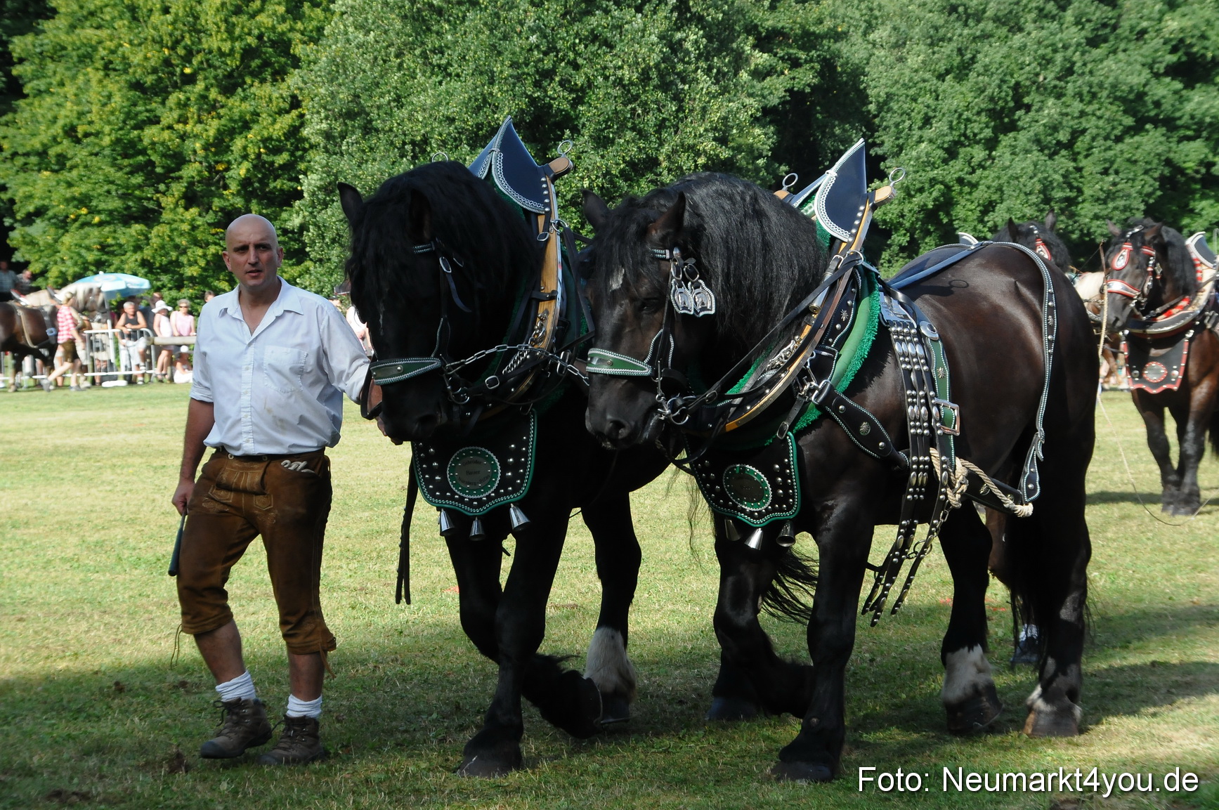 Pferde Fohlenschau 200812 0063