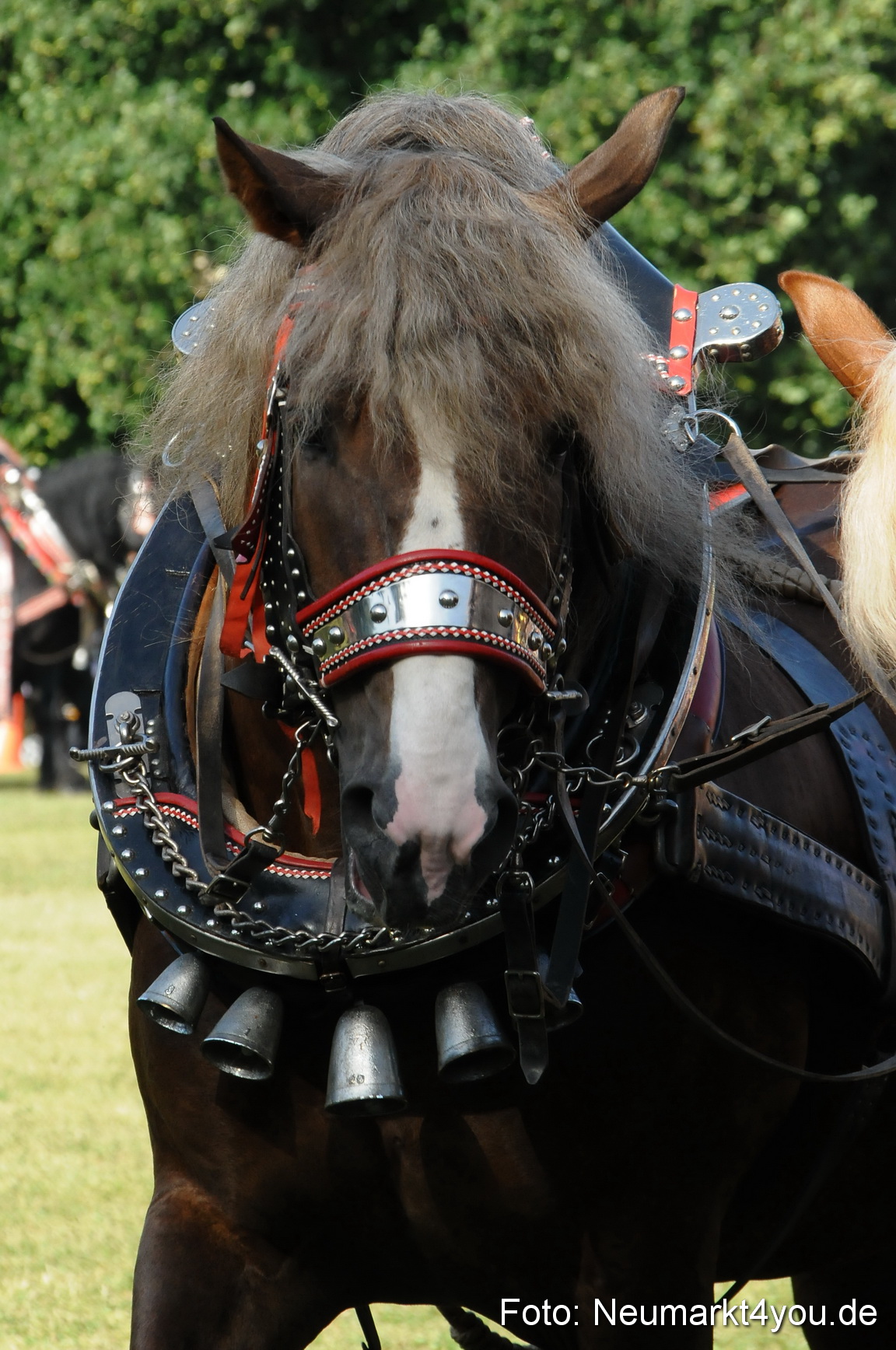 Pferde Fohlenschau 200812 0064