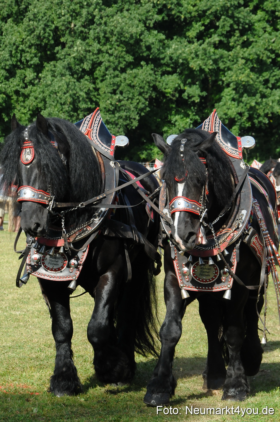 Pferde Fohlenschau 200812 0065
