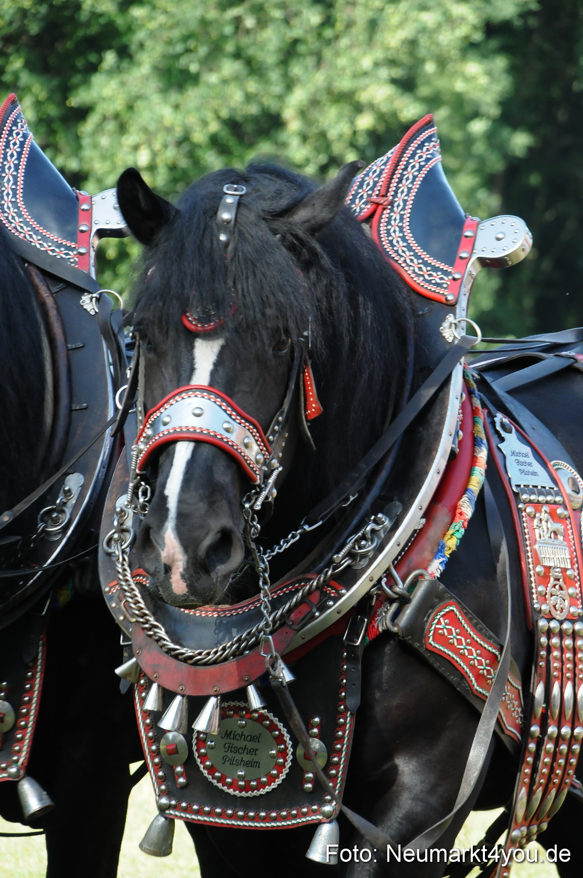 Pferde Fohlenschau 200812 0066