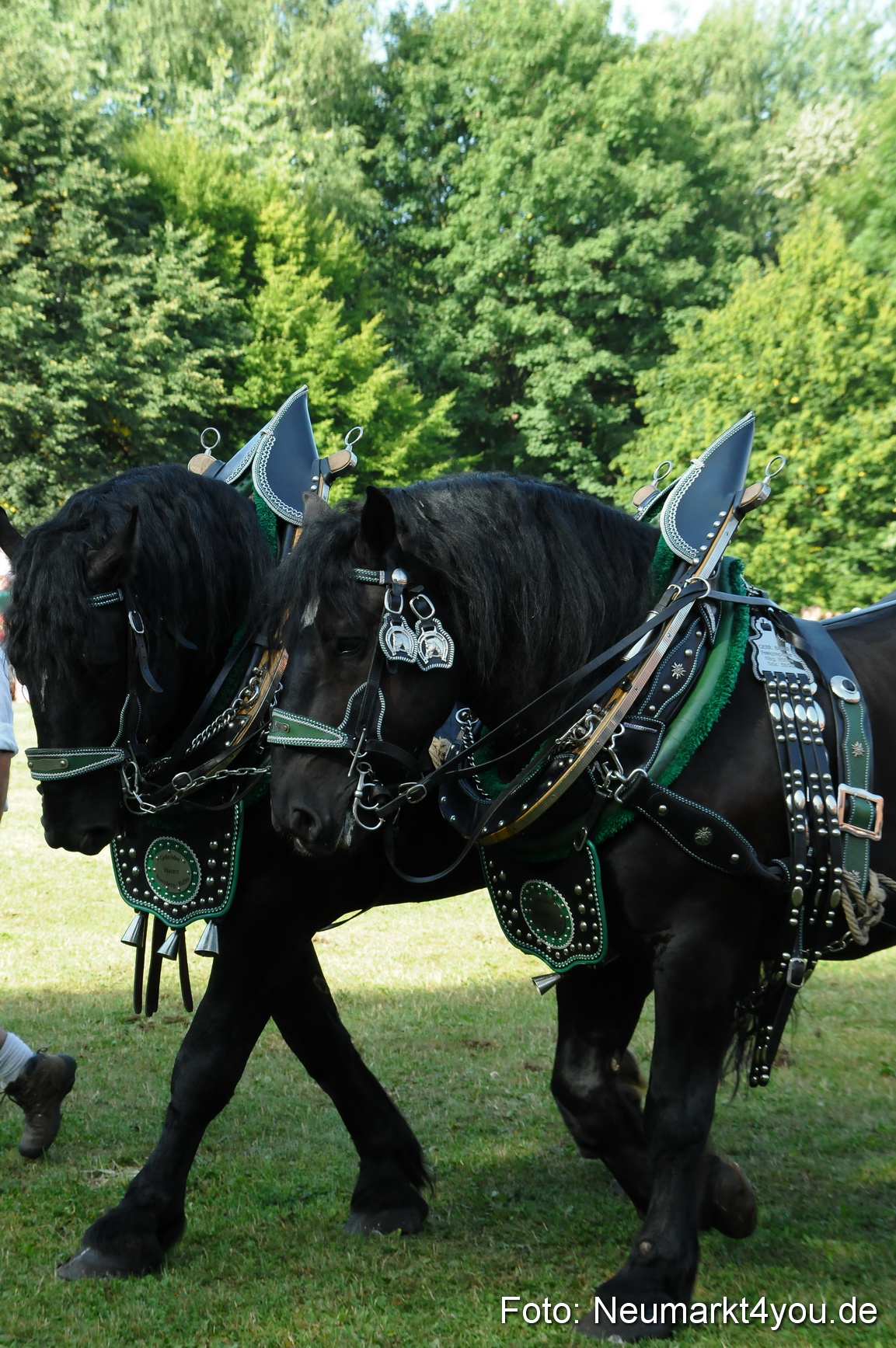 Pferde Fohlenschau 200812 0067