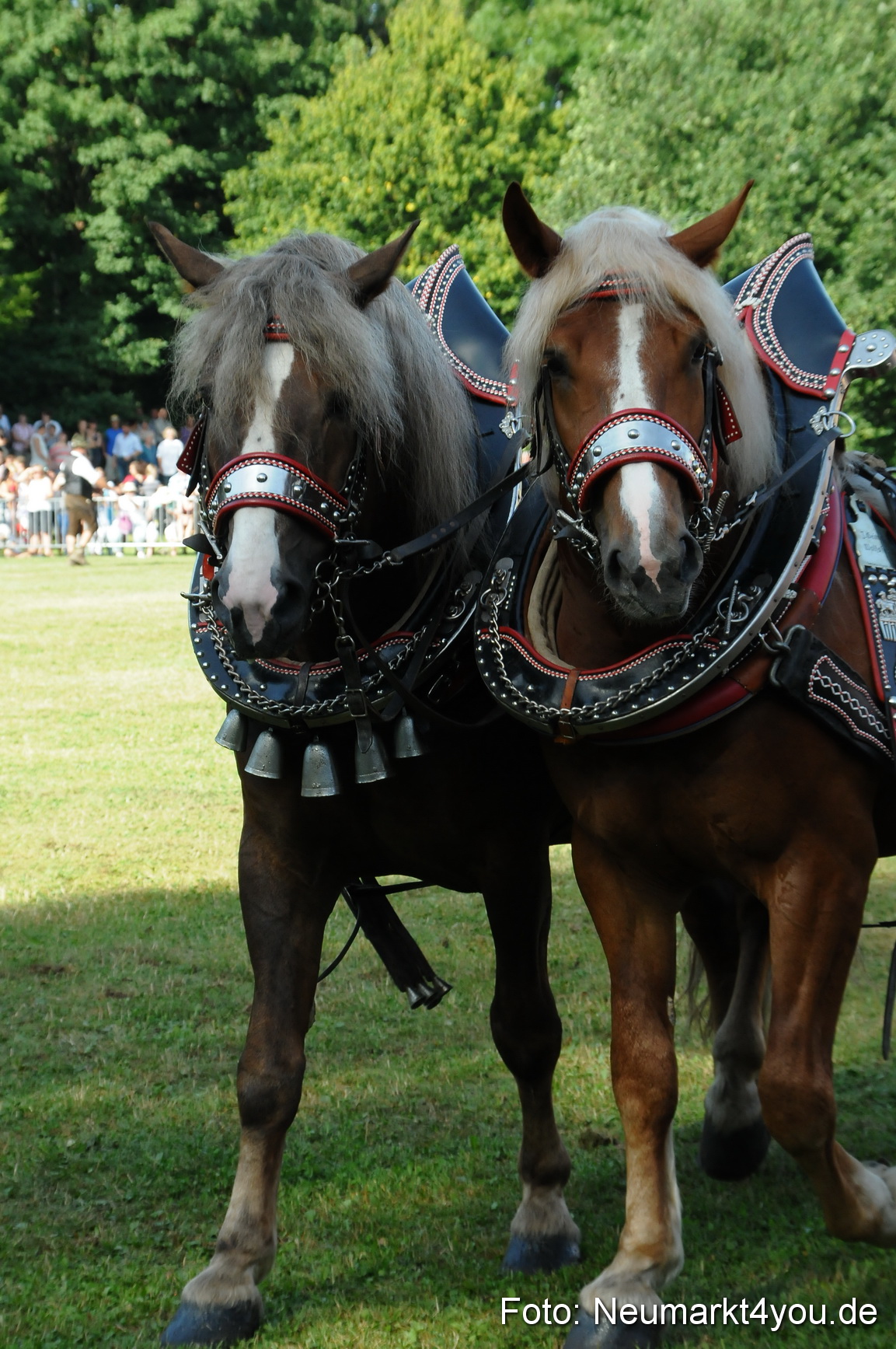 Pferde Fohlenschau 200812 0068
