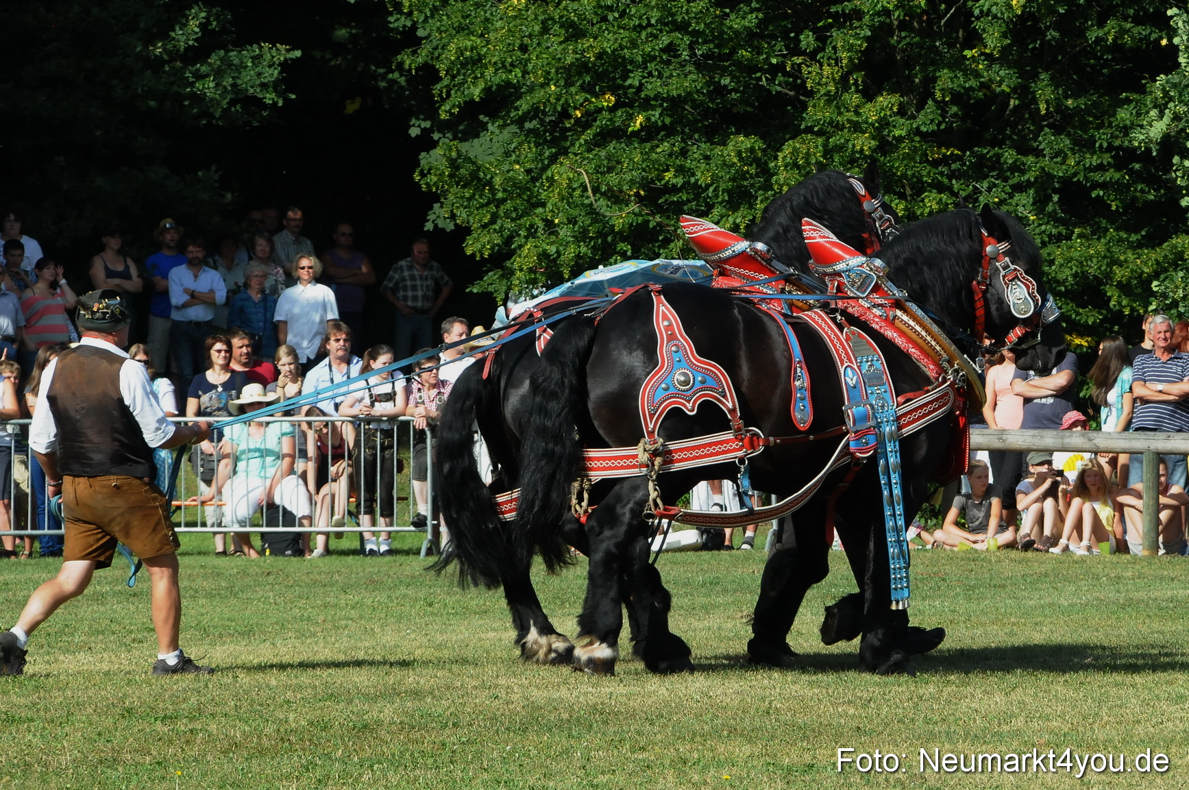 Pferde Fohlenschau 200812 0069