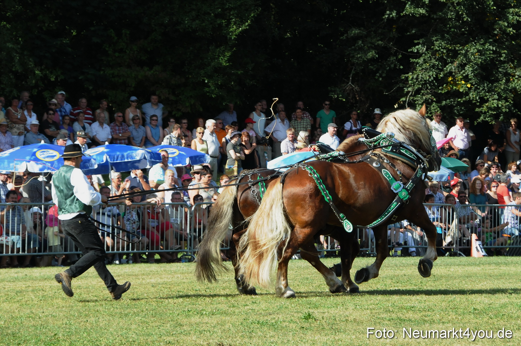 Pferde Fohlenschau 200812 0070