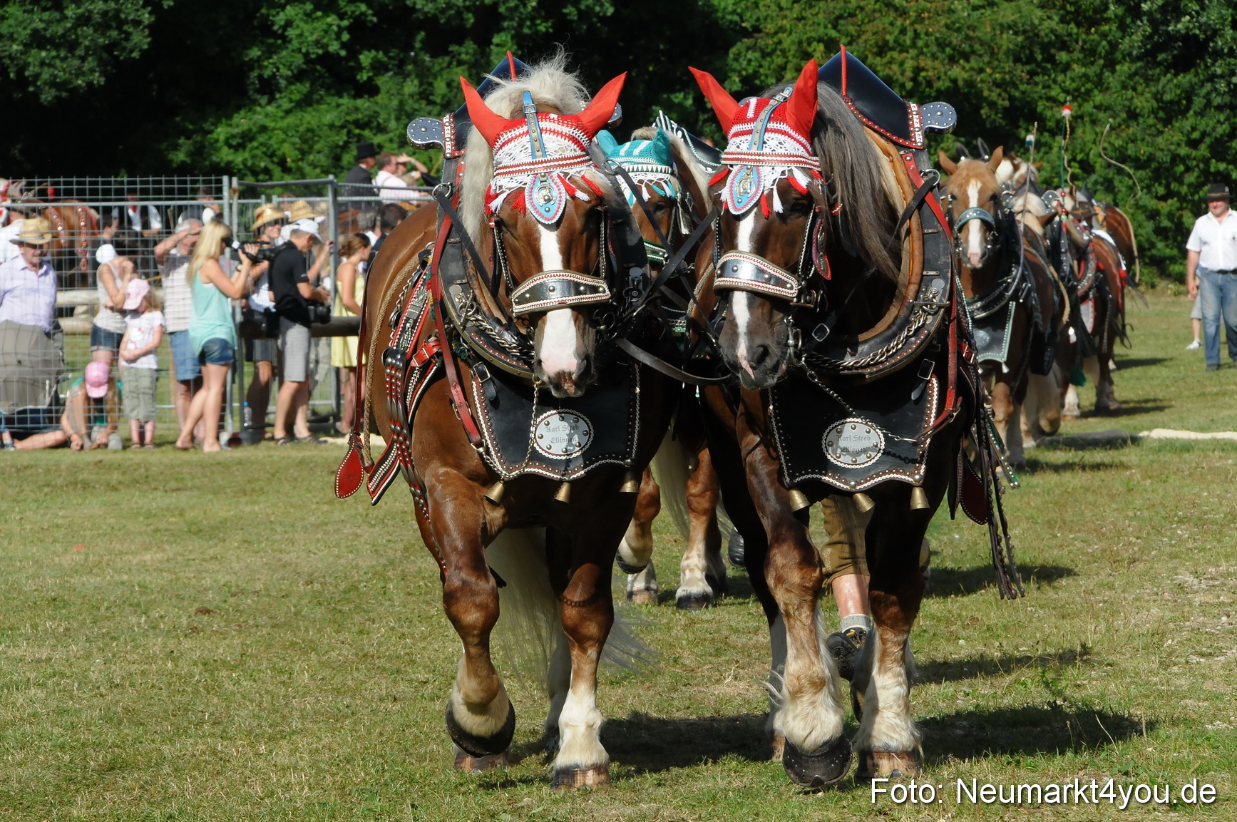 Pferde Fohlenschau 200812 0071