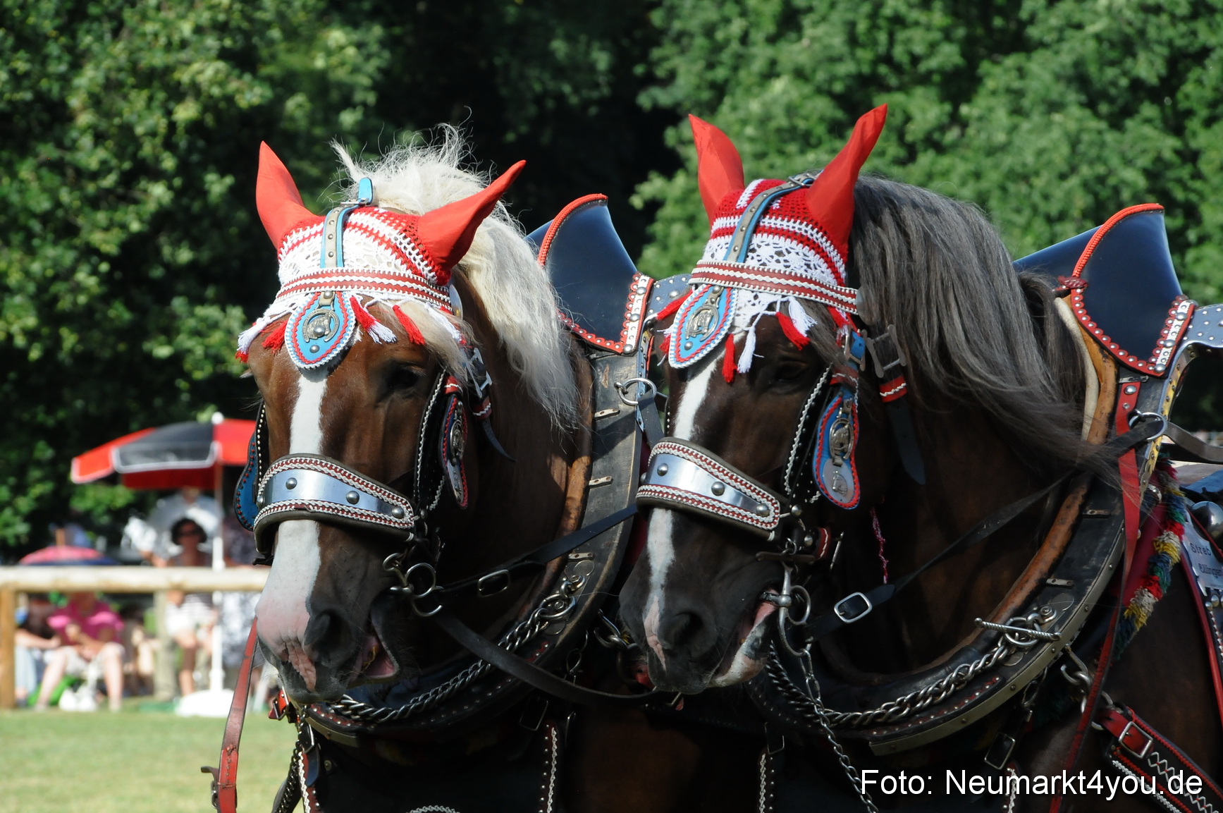 Pferde Fohlenschau 200812 0072