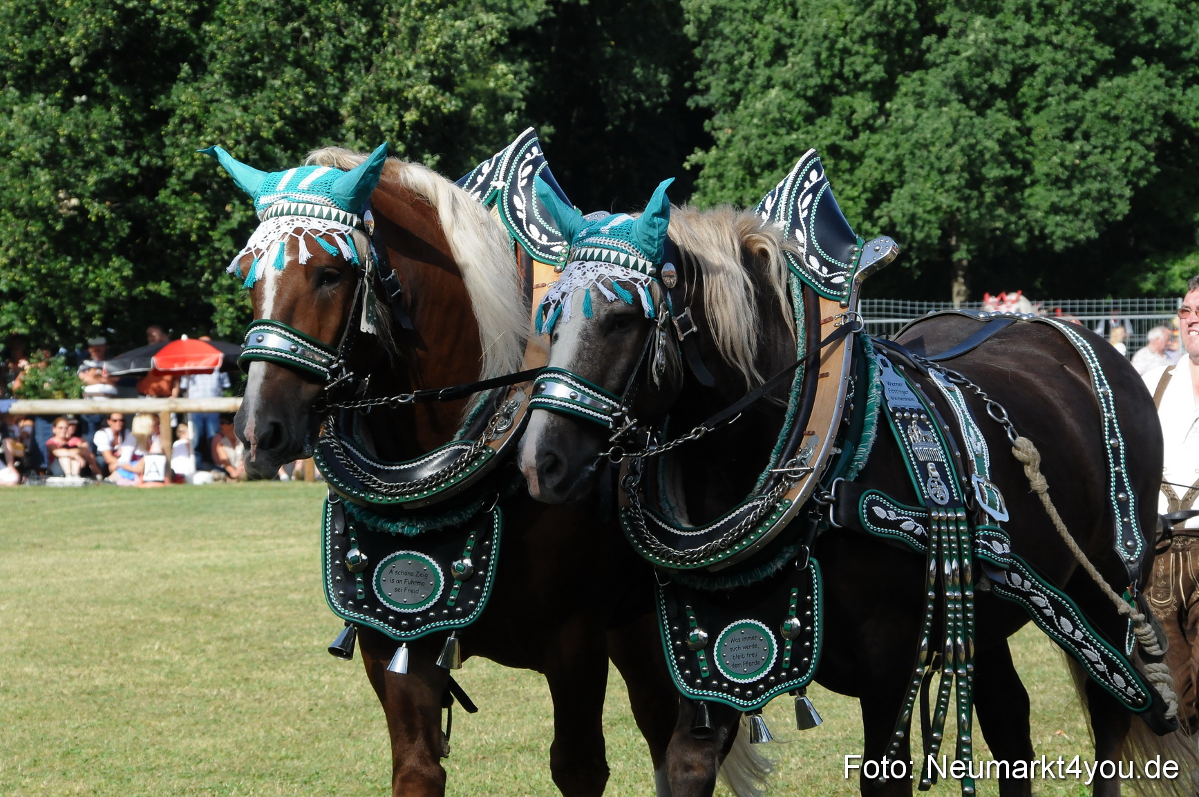 Pferde Fohlenschau 200812 0073