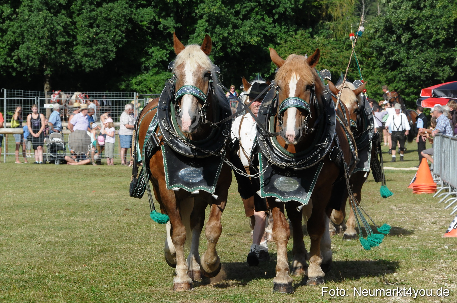 Pferde Fohlenschau 200812 0074