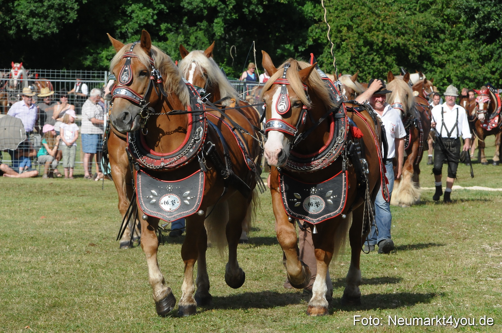 Pferde Fohlenschau 200812 0075
