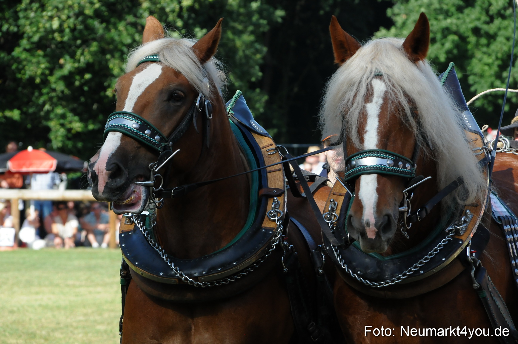 Pferde Fohlenschau 200812 0076