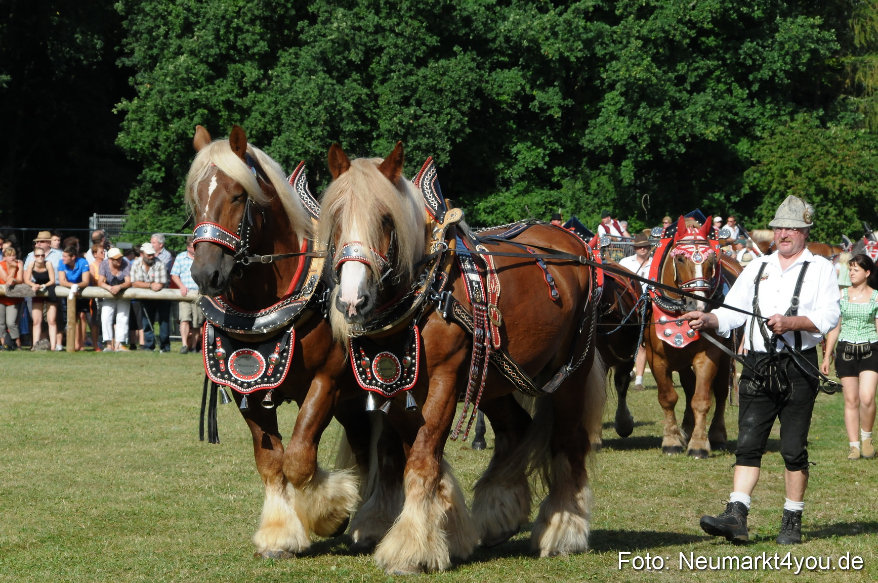Pferde Fohlenschau 200812 0077