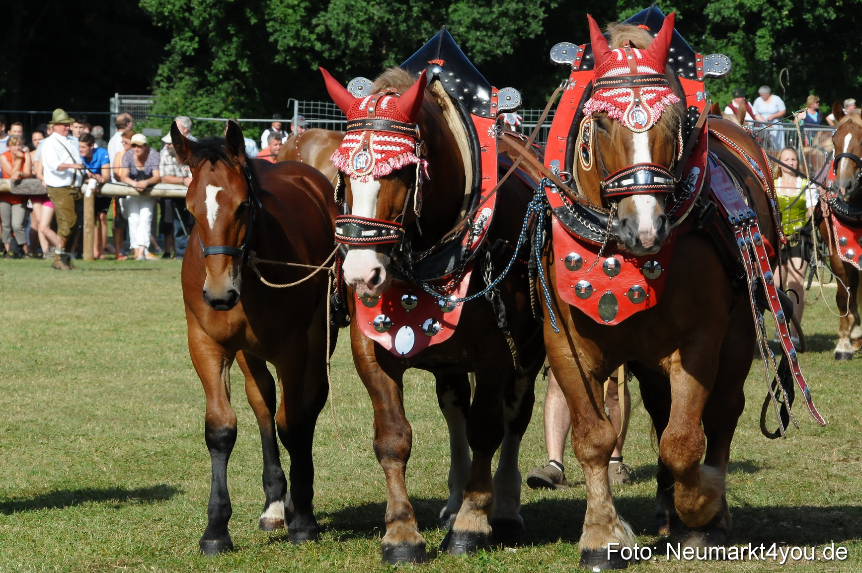 Pferde Fohlenschau 200812 0078
