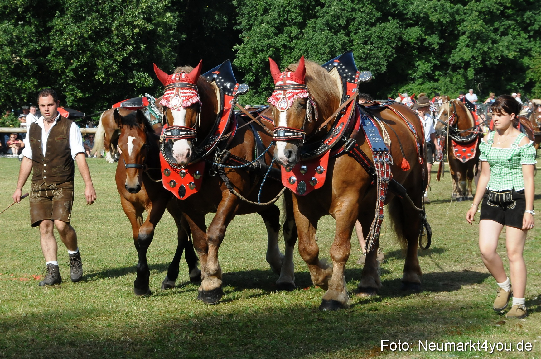 Pferde Fohlenschau 200812 0079