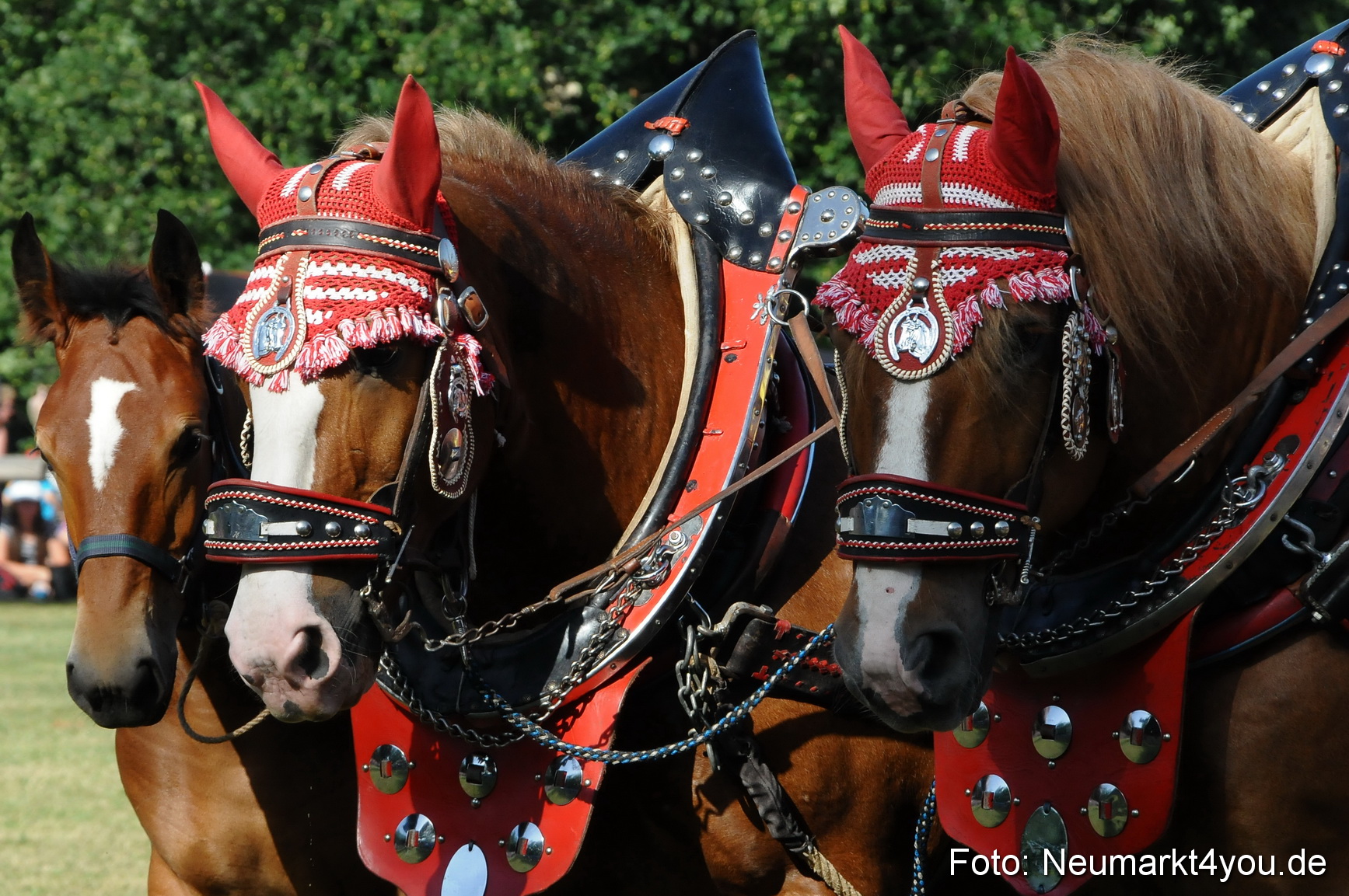 Pferde Fohlenschau 200812 0080
