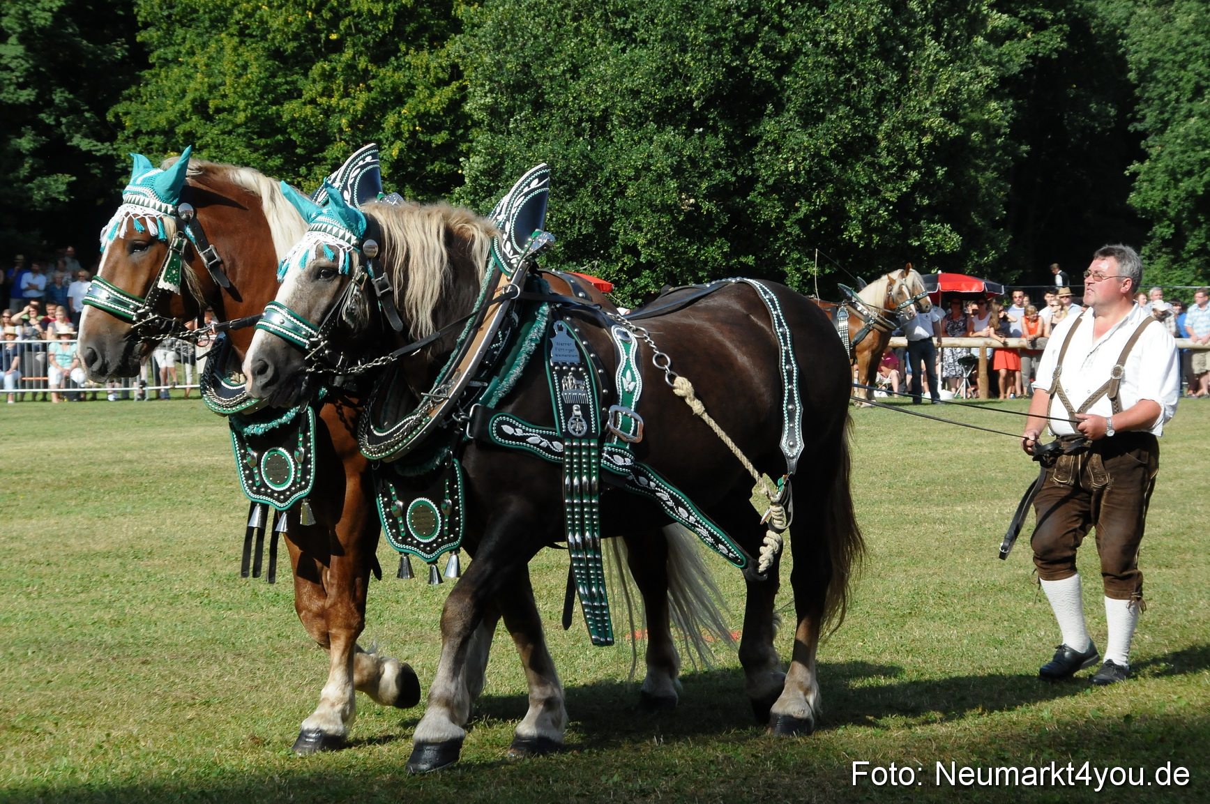 Pferde Fohlenschau 200812 0082