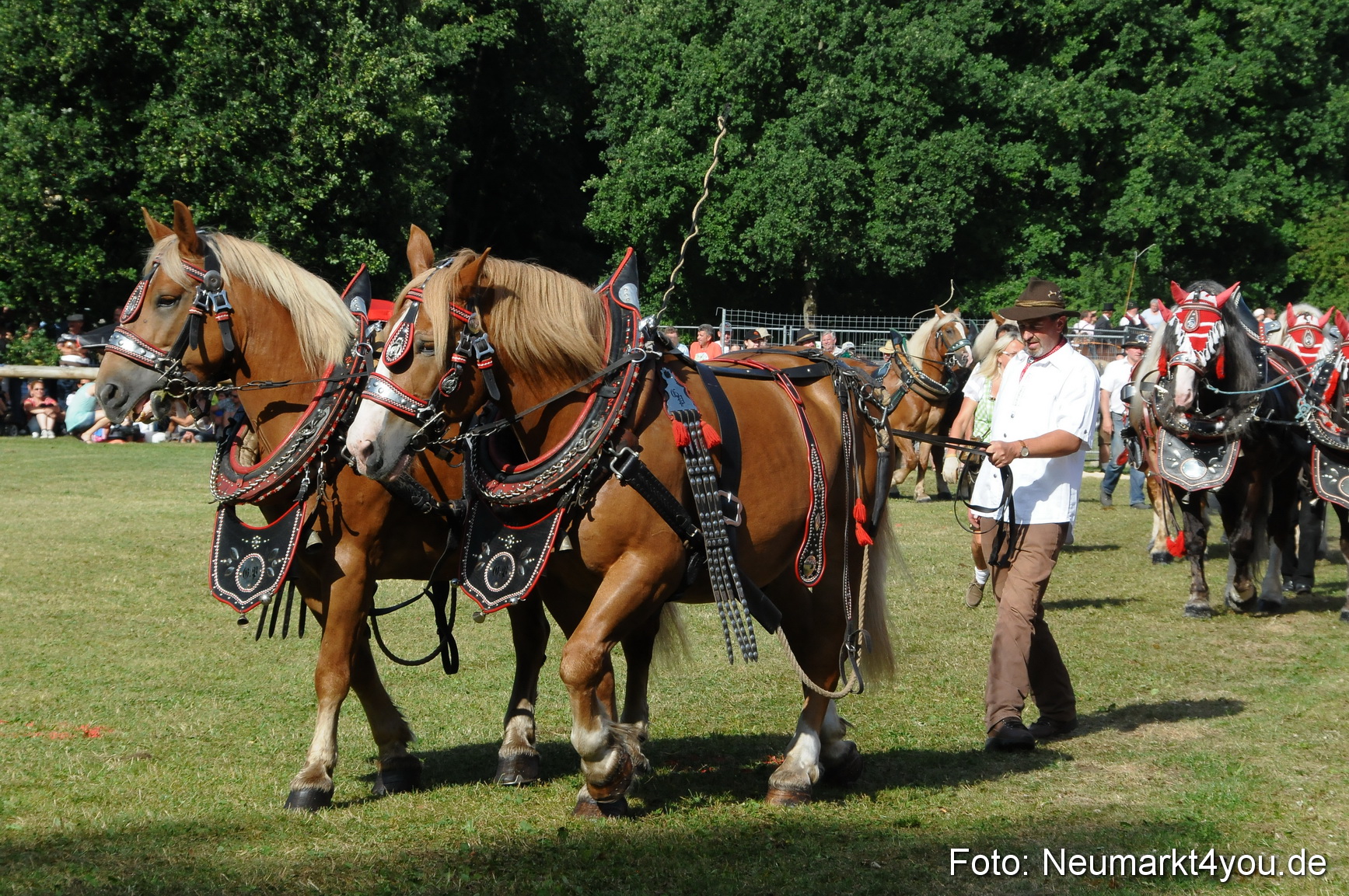Pferde Fohlenschau 200812 0083