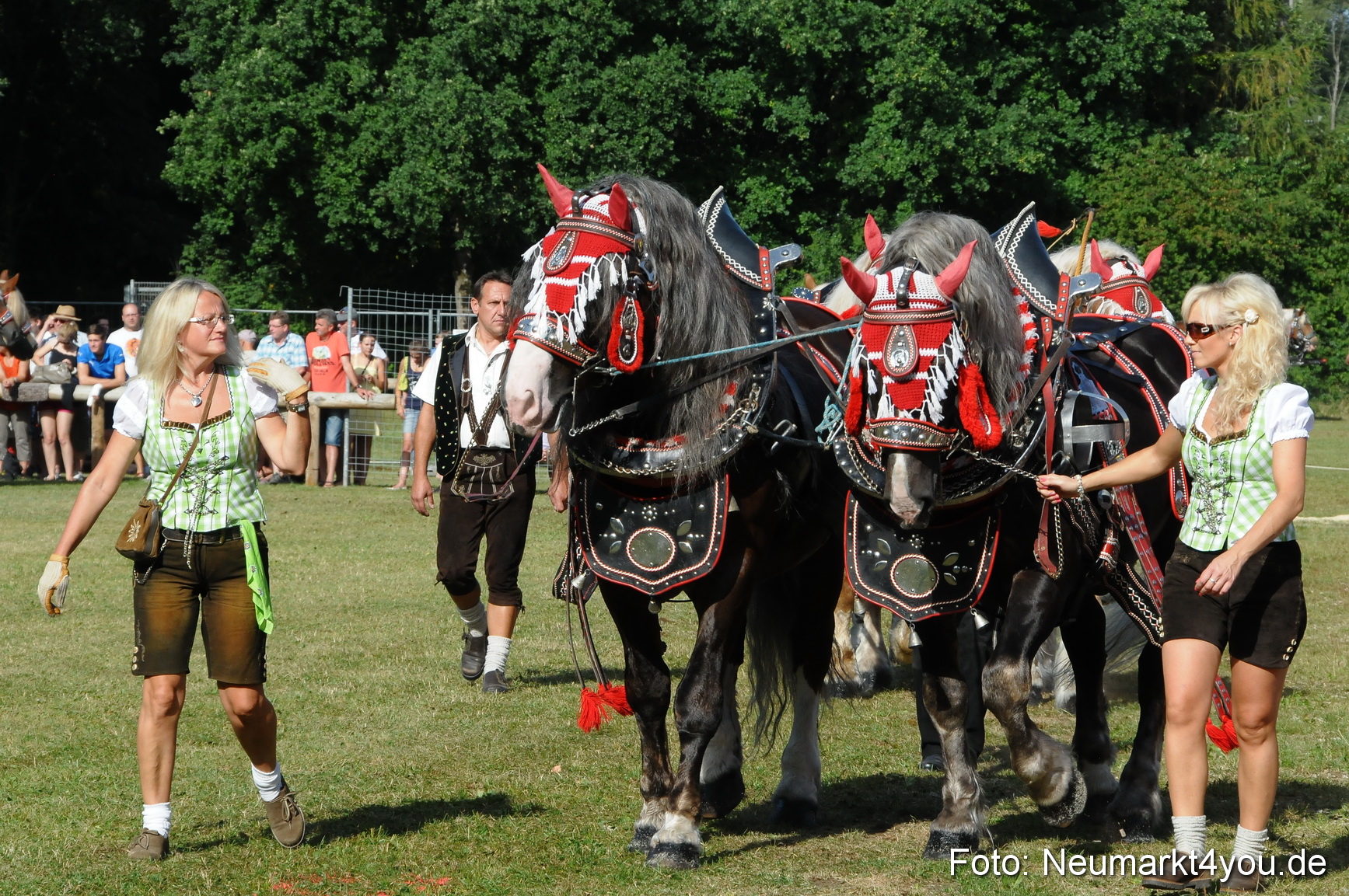 Pferde Fohlenschau 200812 0084