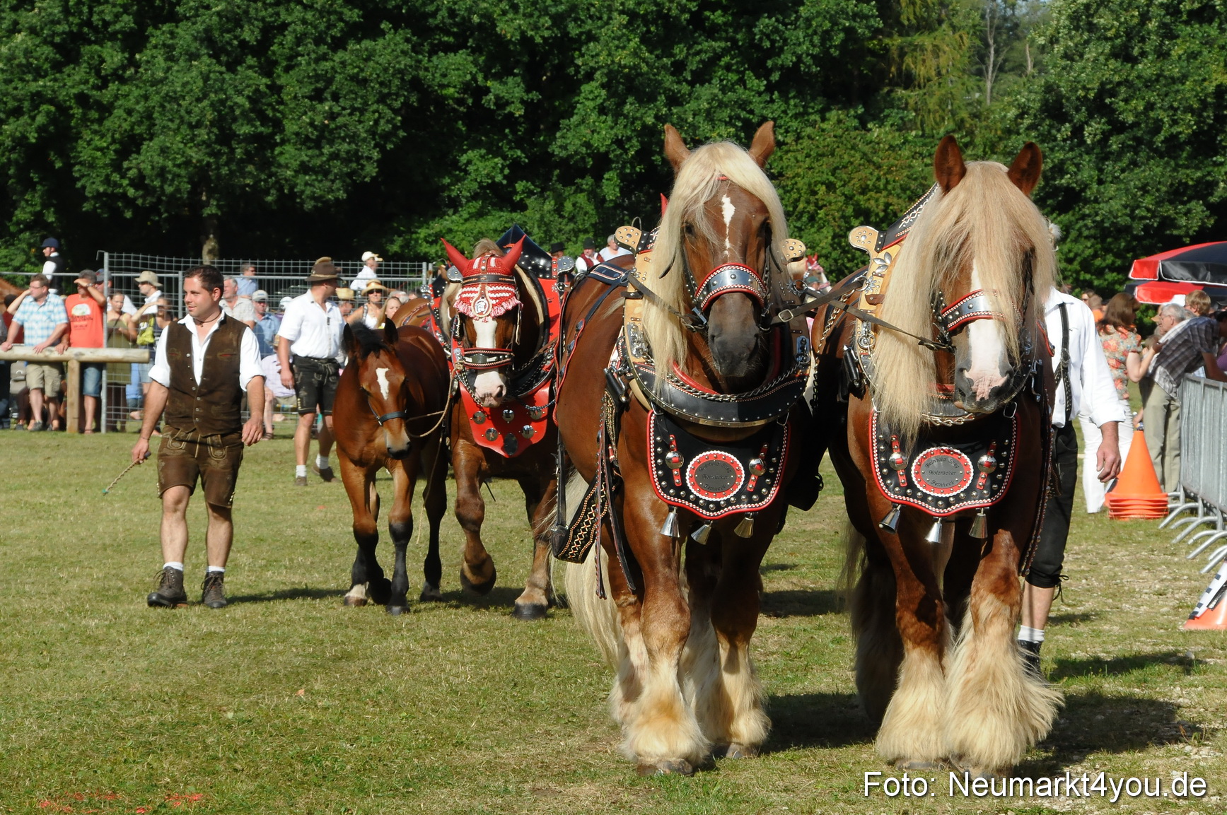 Pferde Fohlenschau 200812 0085