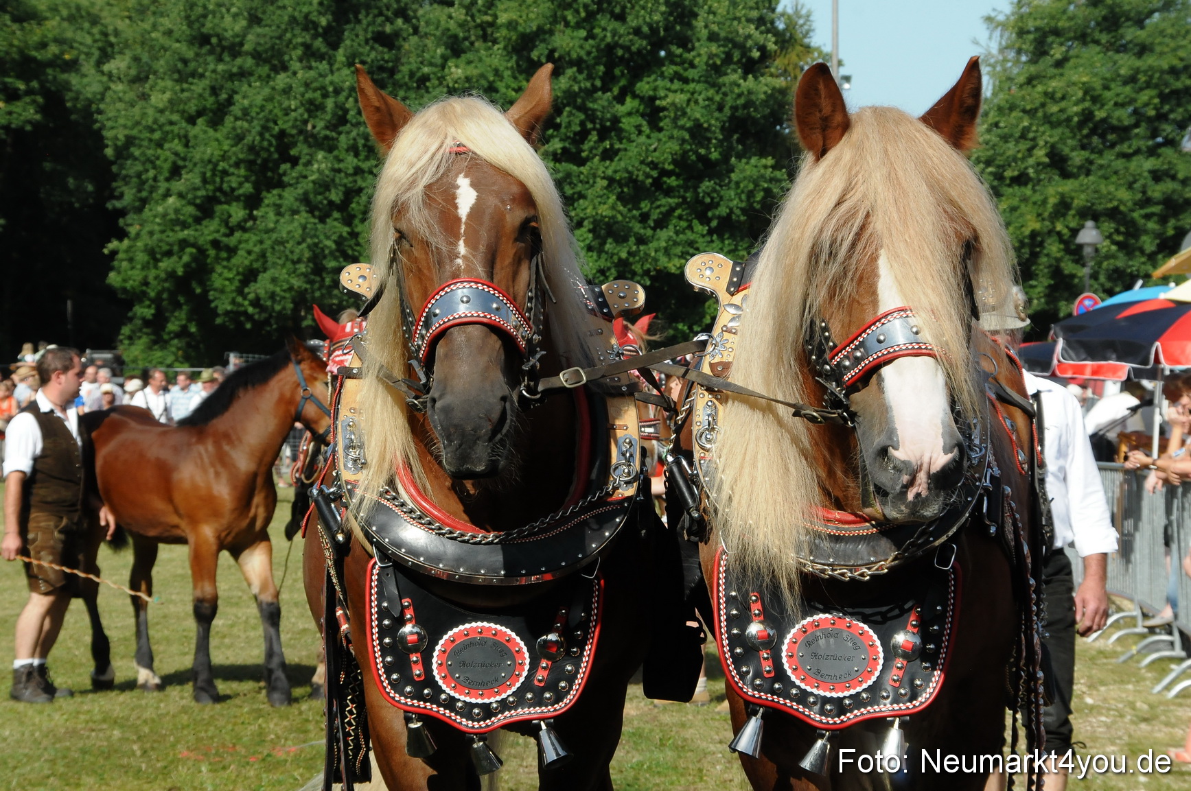 Pferde Fohlenschau 200812 0086