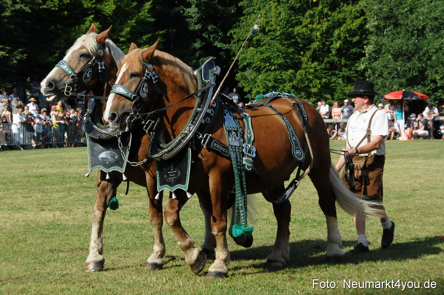 Pferde Fohlenschau 200812 0087