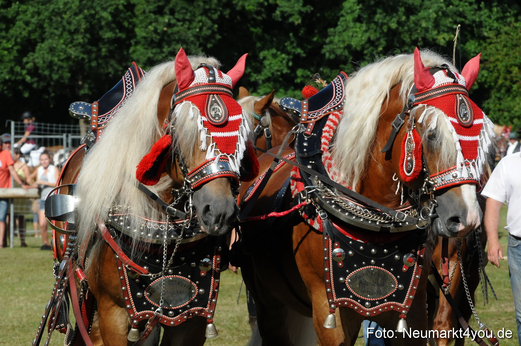 Pferde Fohlenschau 200812 0088