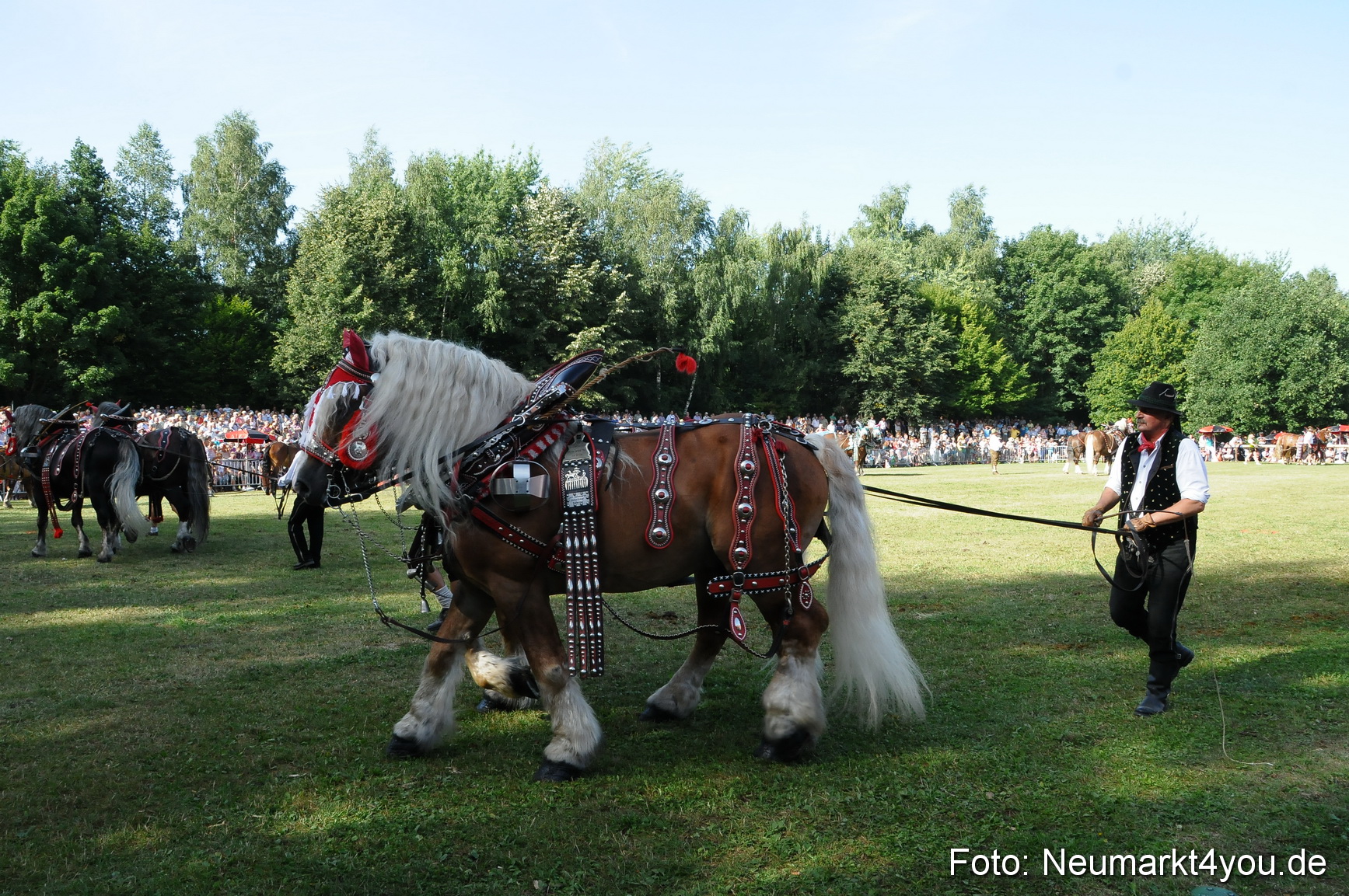 Pferde Fohlenschau 200812 0089
