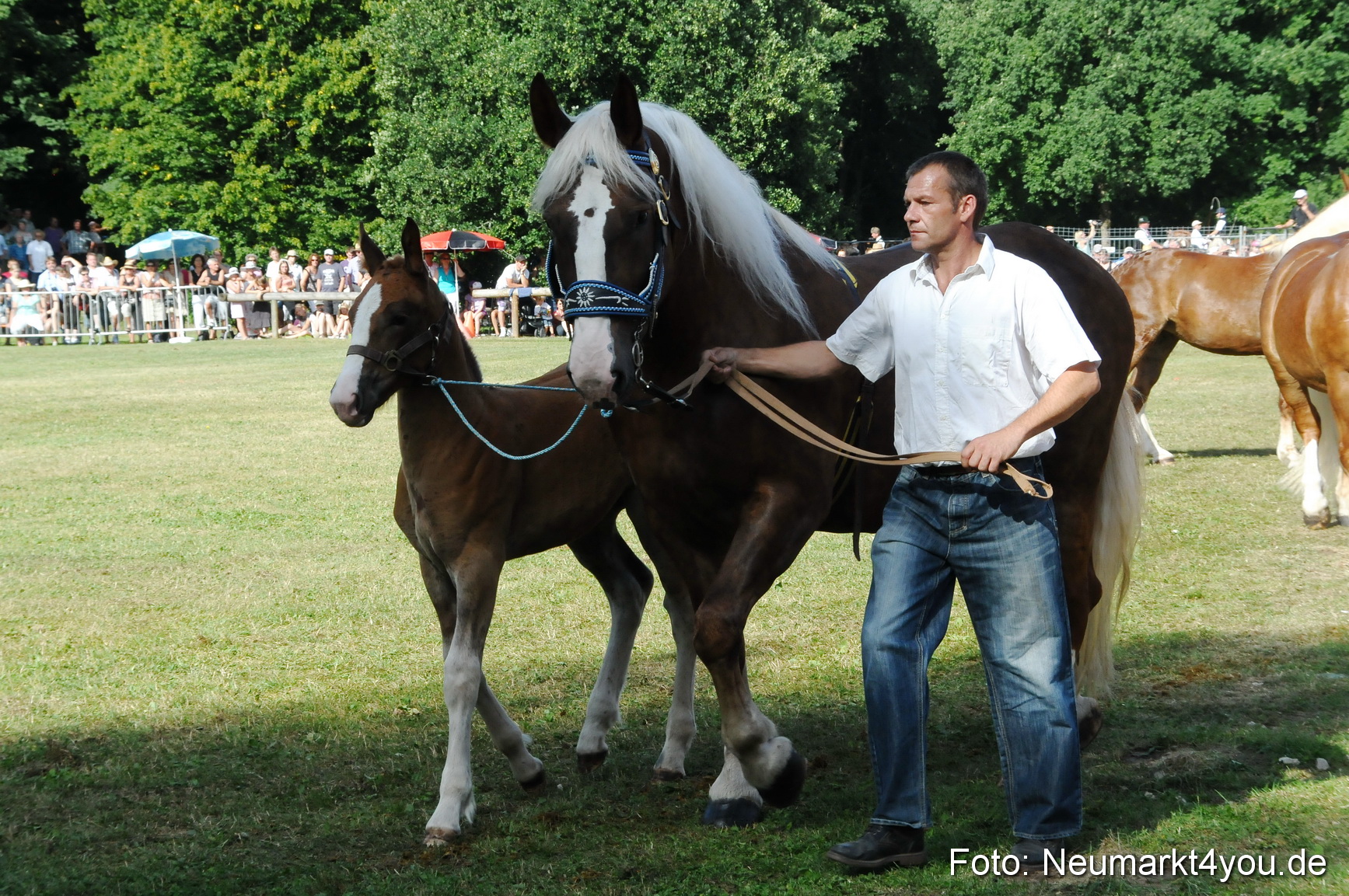 Pferde Fohlenschau 200812 0091
