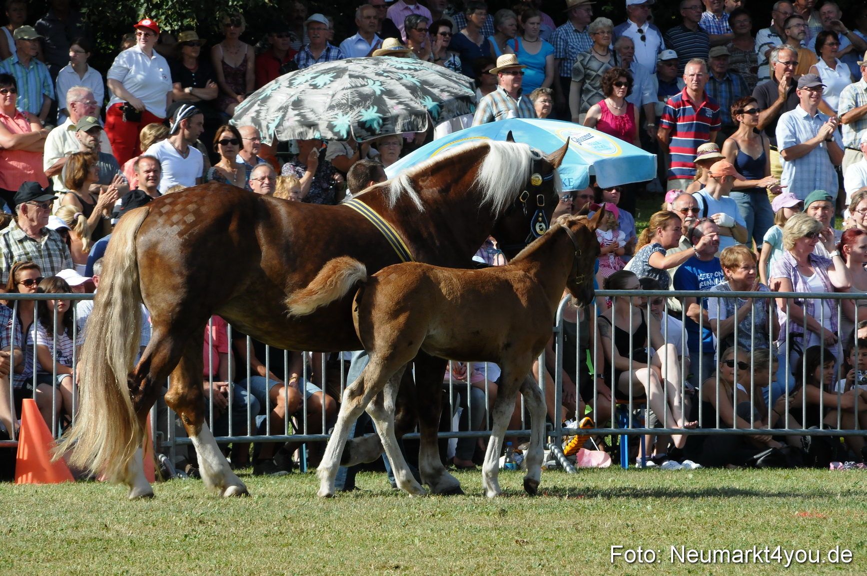 Pferde Fohlenschau 200812 0094