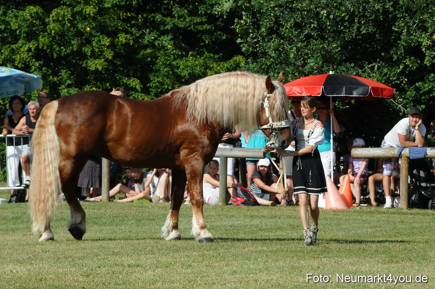 Pferde Fohlenschau 200812 0095
