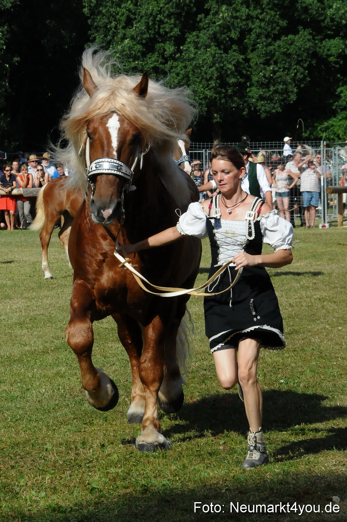 Pferde Fohlenschau 200812 0096