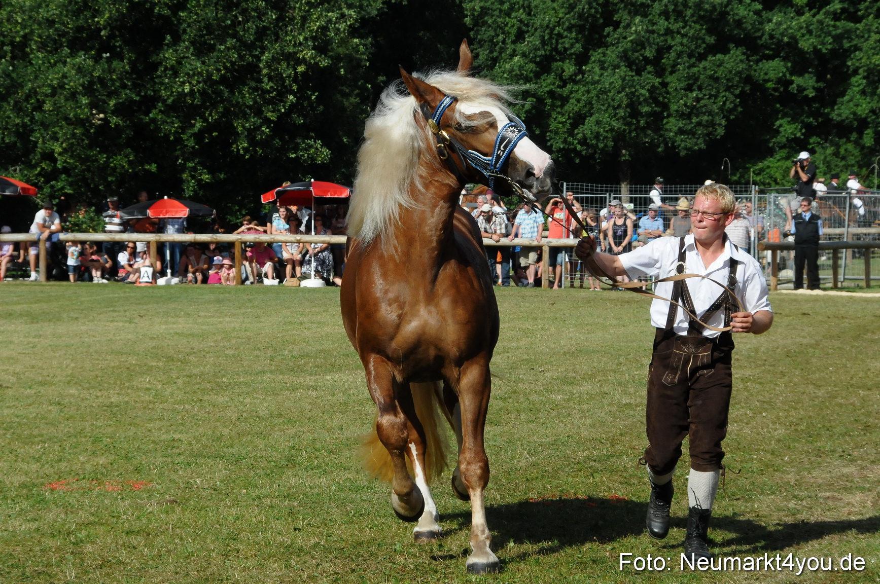 Pferde Fohlenschau 200812 0097