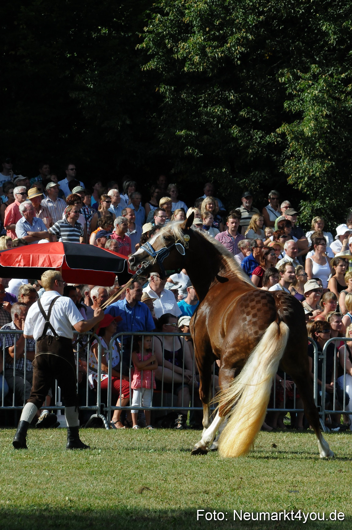 Pferde Fohlenschau 200812 0098
